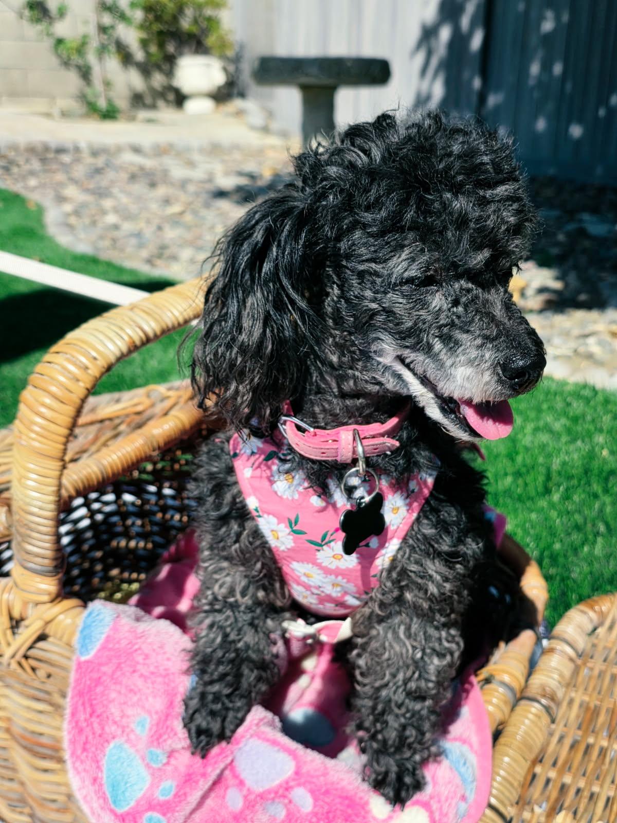 Britney Spears, Adoptable, Senior Female Miniature Poodle.