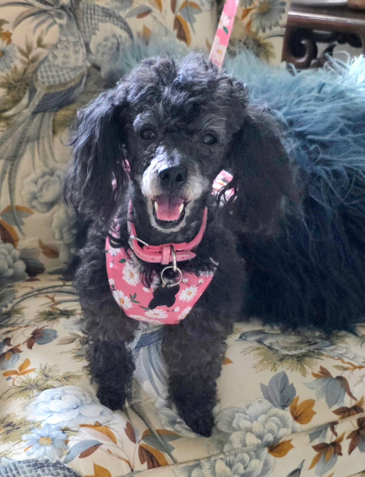 Enlarge Britney Spears, a Adoptable mixed breed in Murrieta, CA image 2/4