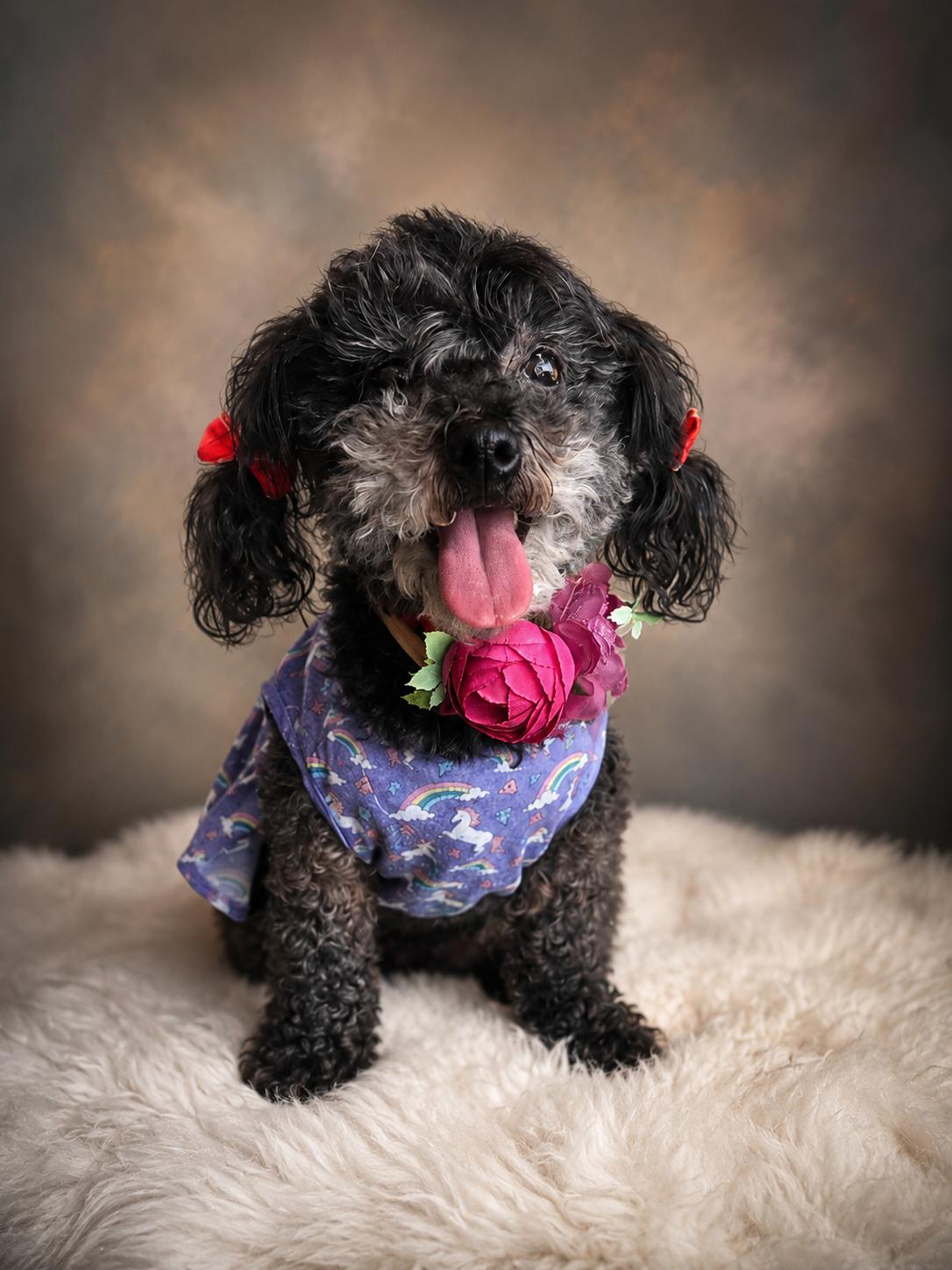 Britney Spears, an adoptable mixed breed in Murrieta, CA image 2/5