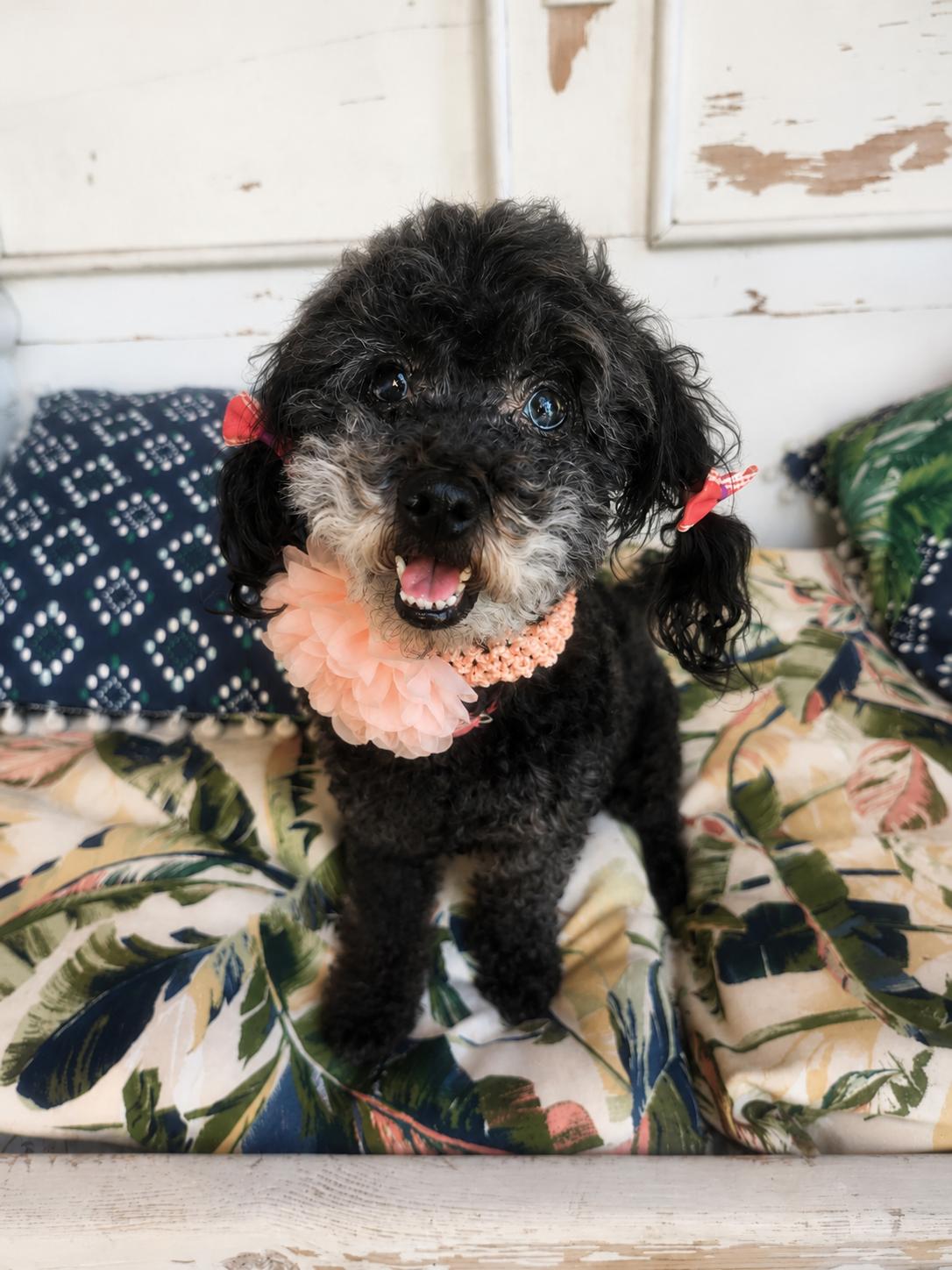 Britney Spears, an adoptable mixed breed in Murrieta, CA image 3/5