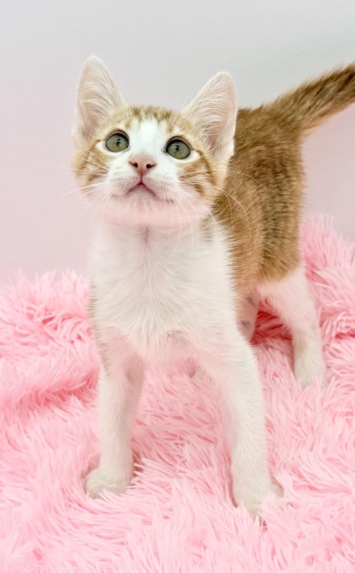 Enlarge Nacho Fries, a Adoptable Domestic Short Hair in Covington, LA image 4/6