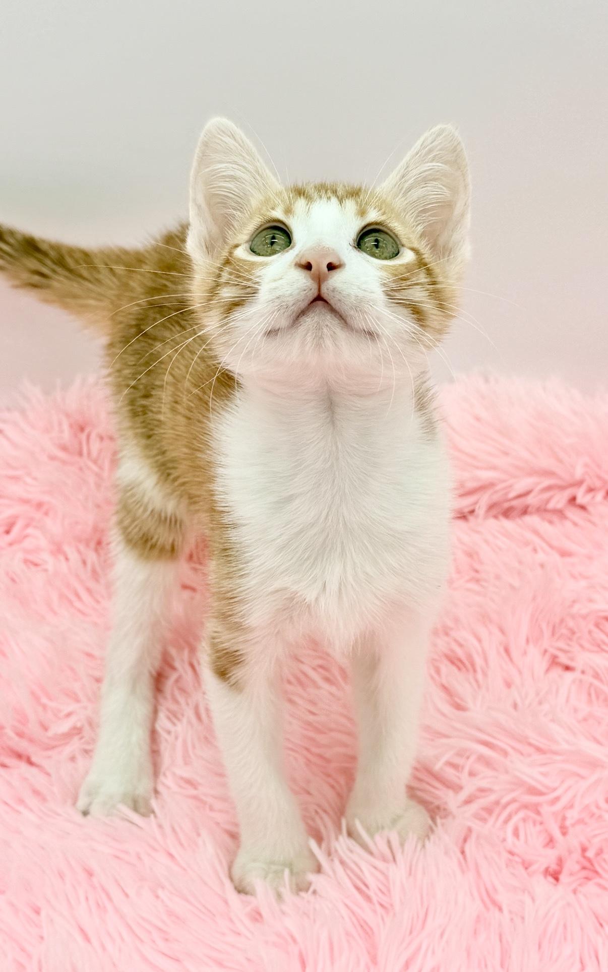 Enlarge Nacho Fries, a Adoptable Domestic Short Hair in Covington, LA image 3/6