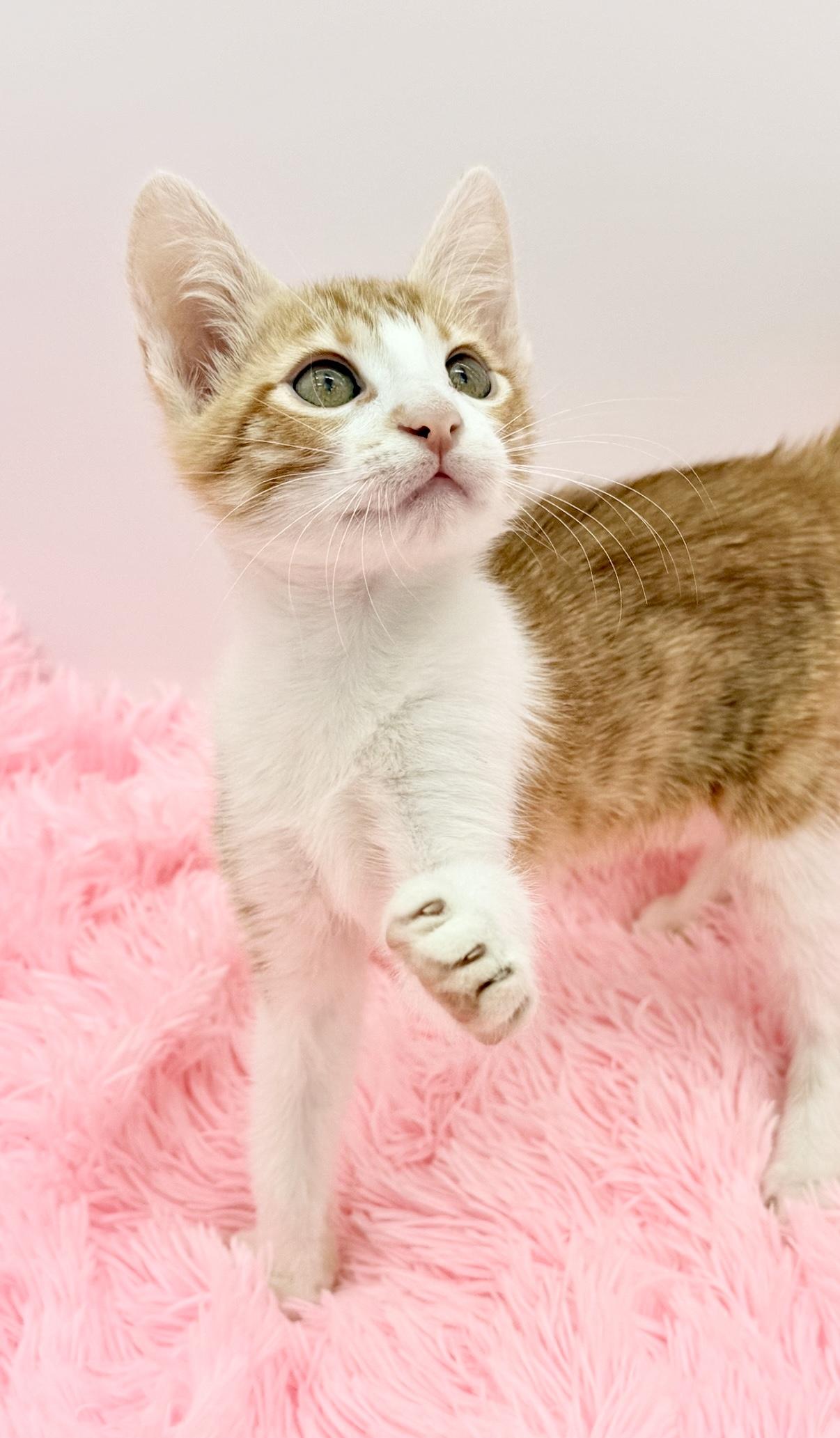 Enlarge Nacho Fries, a Adoptable Domestic Short Hair in Covington, LA image 6/6