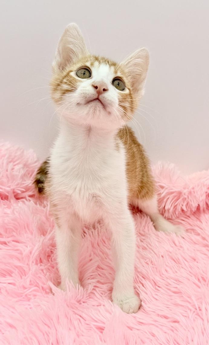 Nacho Fries, Adoptable, Kitten Male Domestic Short Hair.