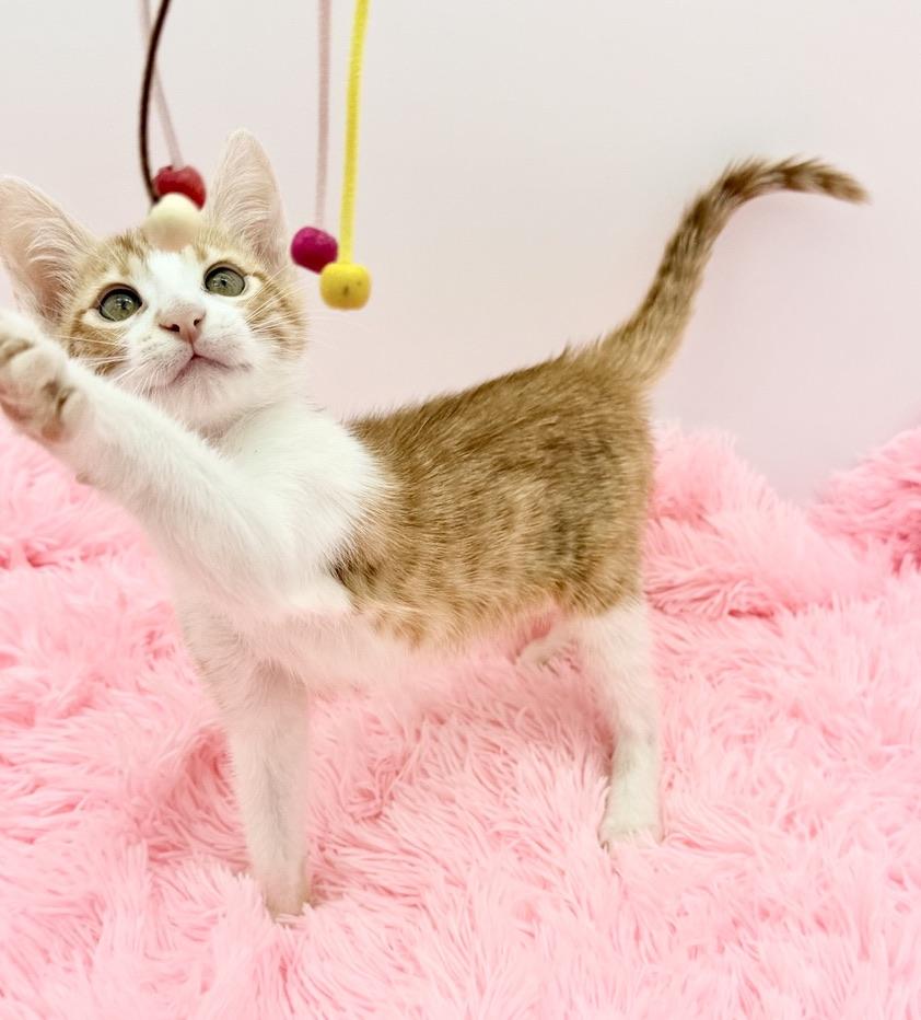 Enlarge Nacho Fries, a Adoptable Domestic Short Hair in Covington, LA image 5/6
