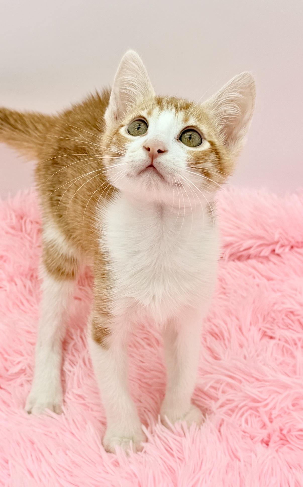 Enlarge Nacho Fries, a Adoptable Domestic Short Hair in Covington, LA image 2/6