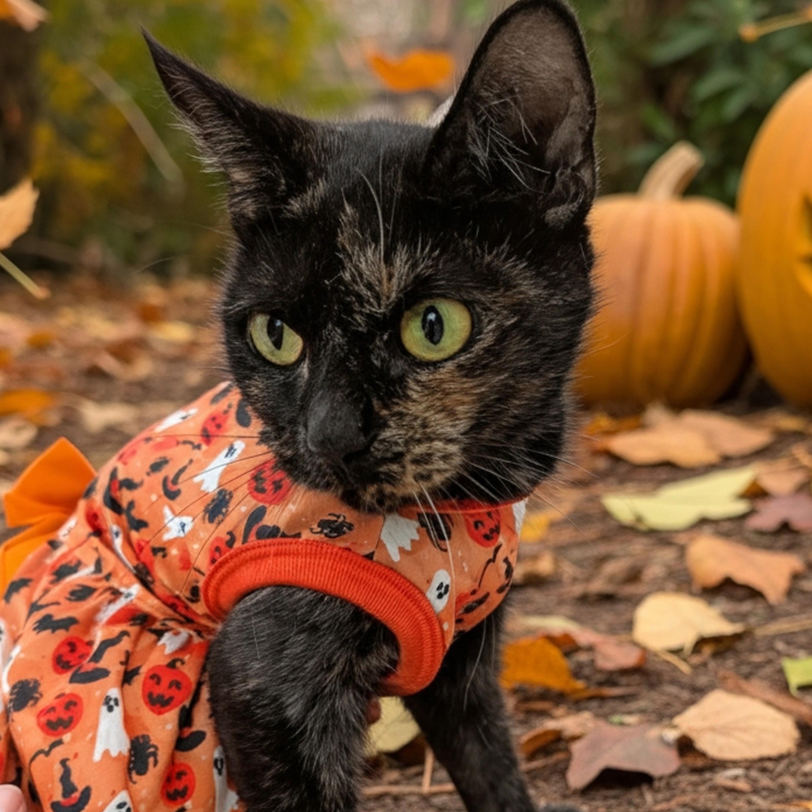 Enlarge Elvira - Friendly Torti, a Adoptable Domestic Short Hair in Haddon Heights, NJ image 2/5