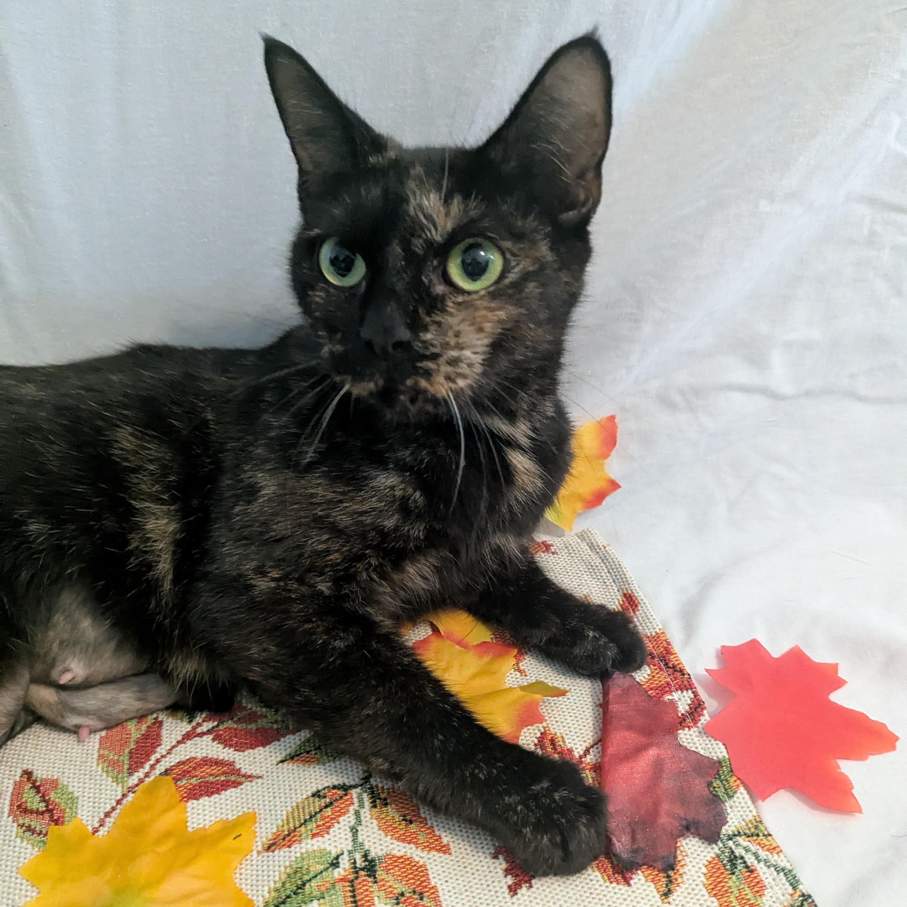 Enlarge Elvira - Friendly Torti, a Adoptable Domestic Short Hair in Haddon Heights, NJ image 3/5