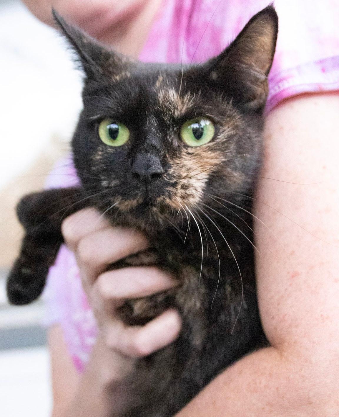Enlarge Elvira - Friendly Torti, a Adoptable Domestic Short Hair in Haddon Heights, NJ image 1/5