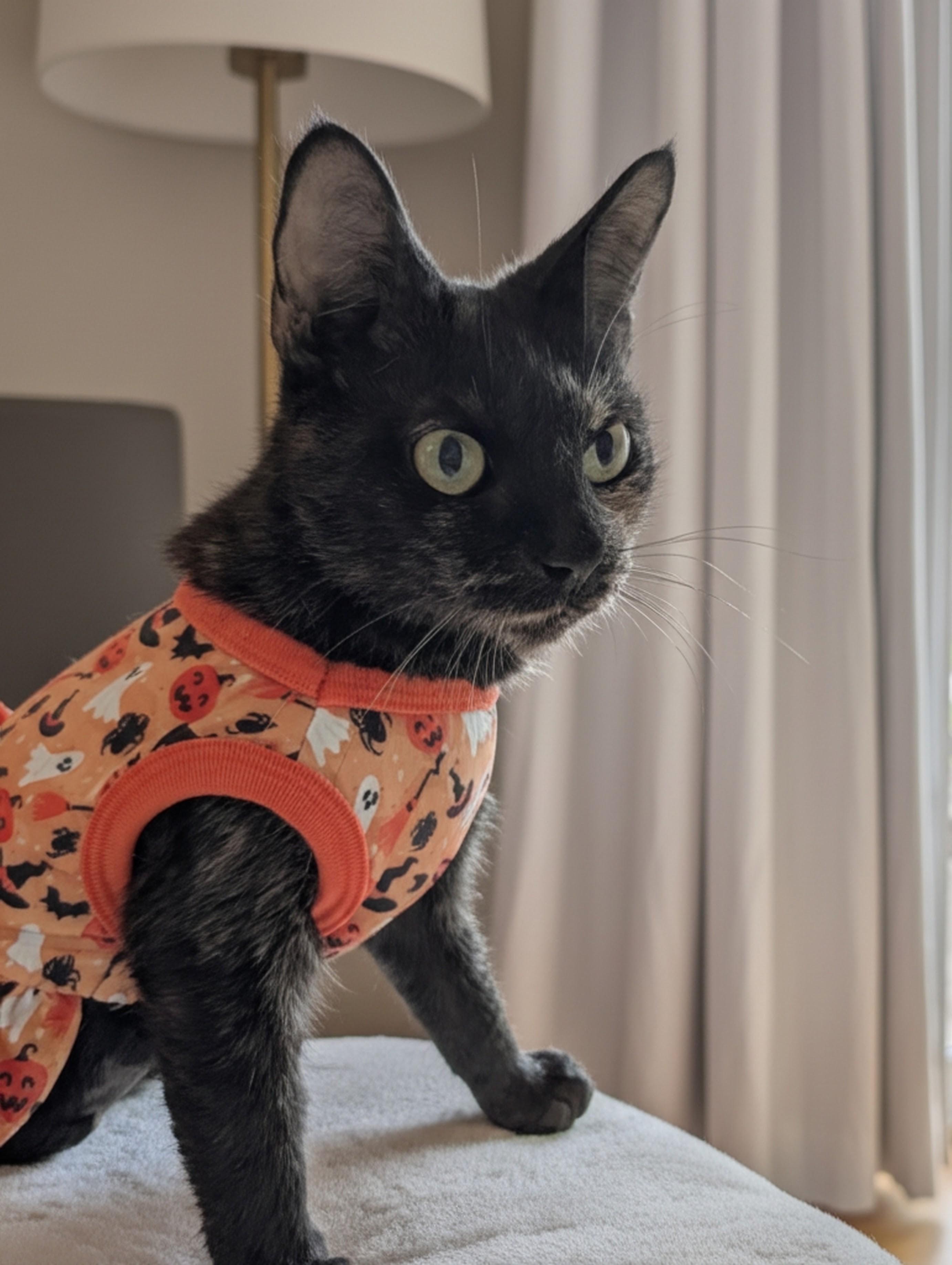 Enlarge Elvira - Friendly Torti, a Adoptable Domestic Short Hair in Haddon Heights, NJ image 4/5