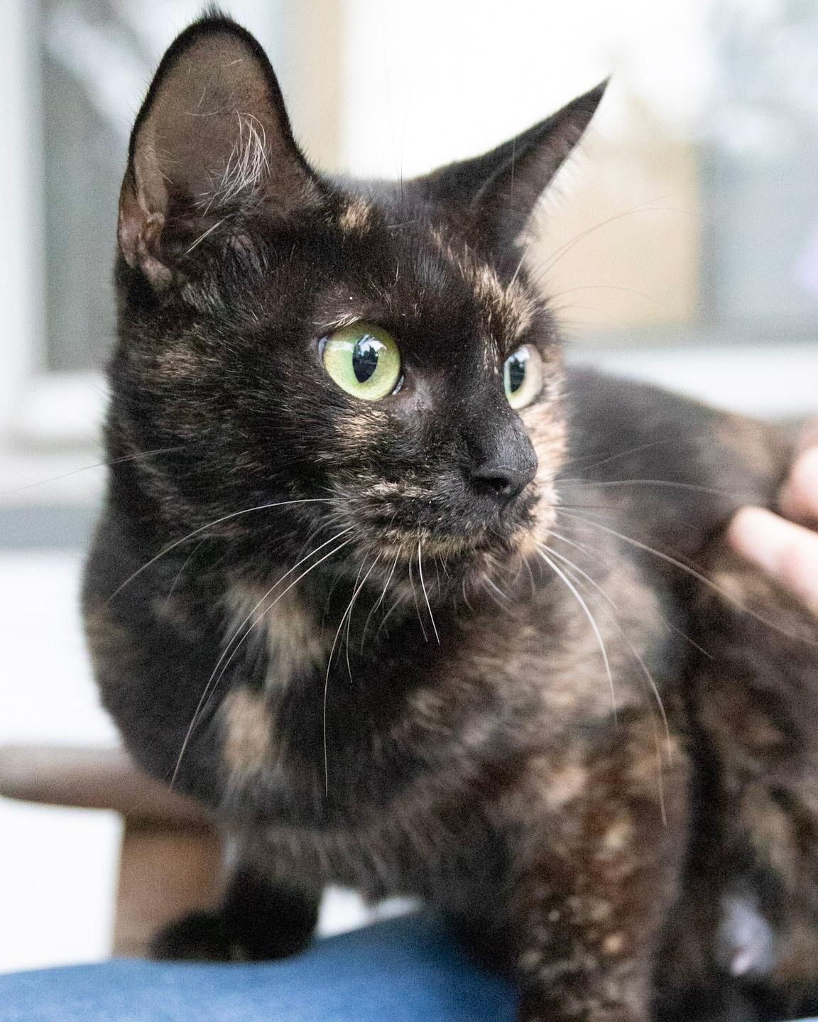 Enlarge Elvira - Friendly Torti, a Adoptable Domestic Short Hair in Haddon Heights, NJ image 5/5