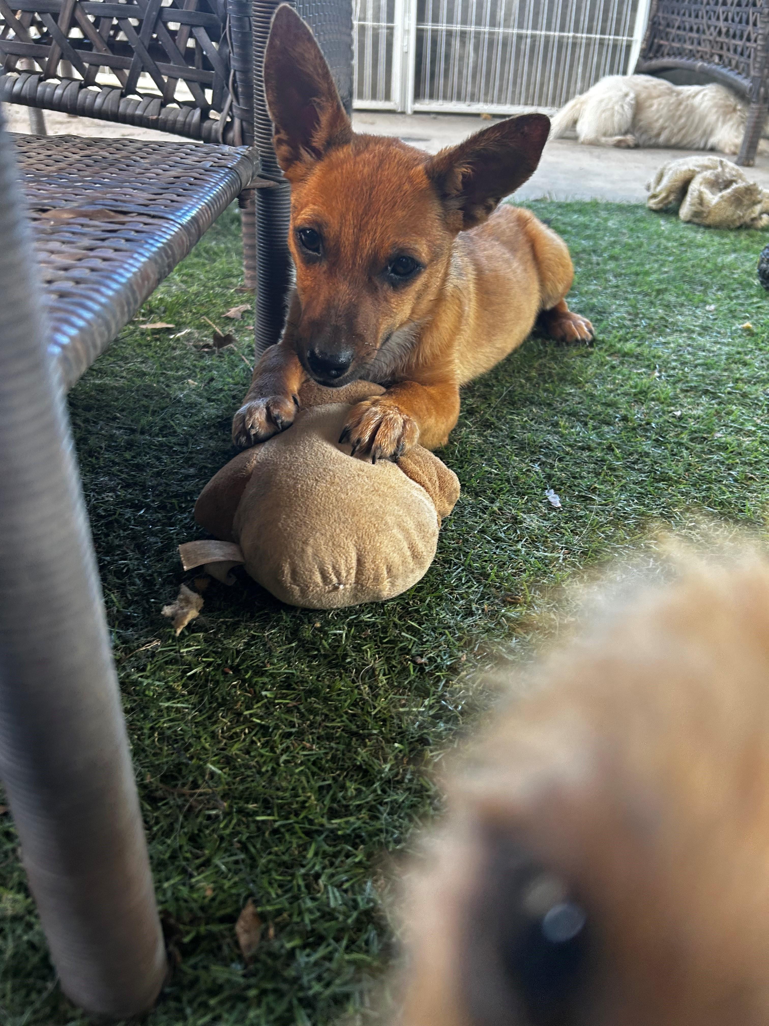 Deirdre-Unlawfully Adorable, an adopted mixed breed in Brattleboro, VT image 2/6