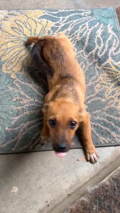 Enlarge Deirdre-Unlawfully Adorable, an adopted mixed breed in Brattleboro, VT video 6/6