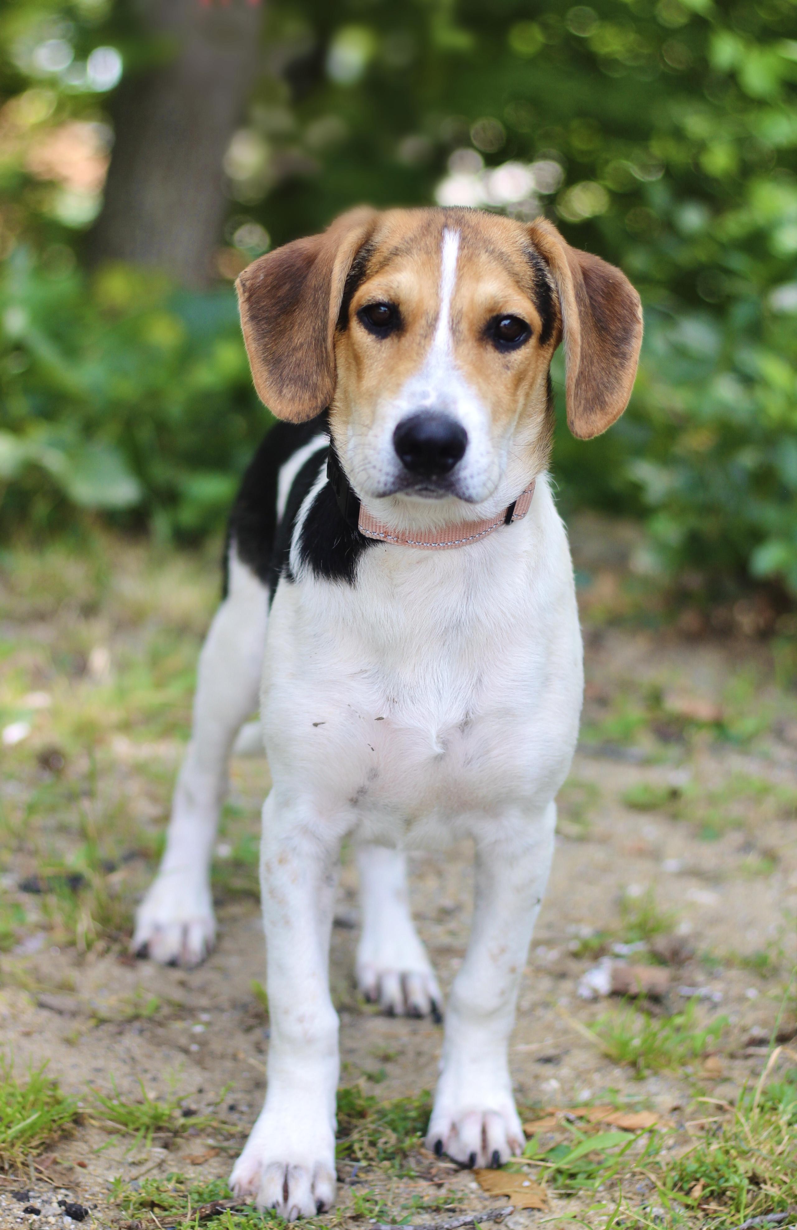 Enlarge Gowan in NH. Come Meet our Adoptable Dogs Wednesday-Saturday. More info in Bio, a ADOPTABLE mixed breed in Manchester, NH image 3/5
