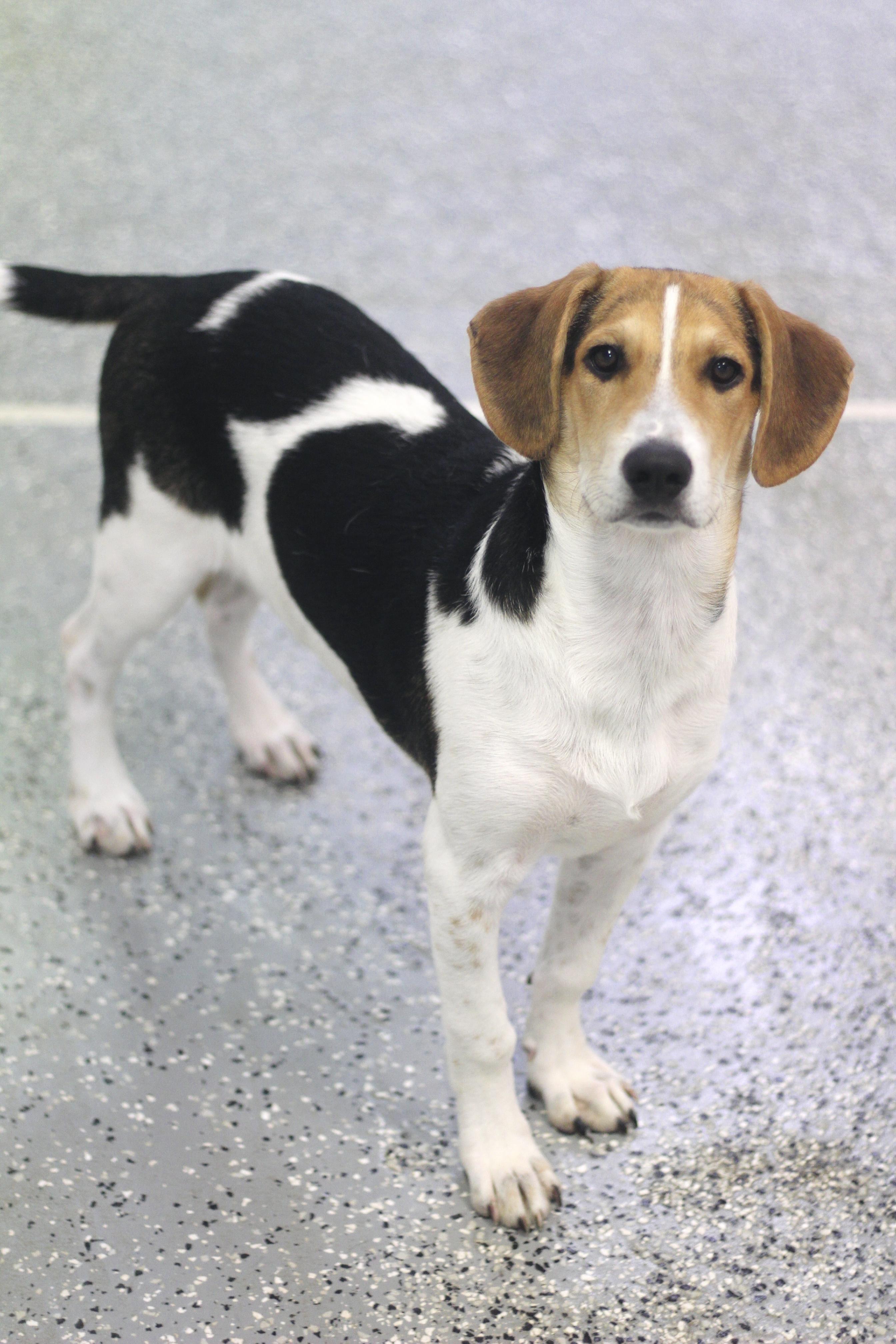 Enlarge Gowan in NH. Come Meet our Adoptable Dogs Wednesday-Saturday. More info in Bio, a ADOPTABLE mixed breed in Manchester, NH image 5/5