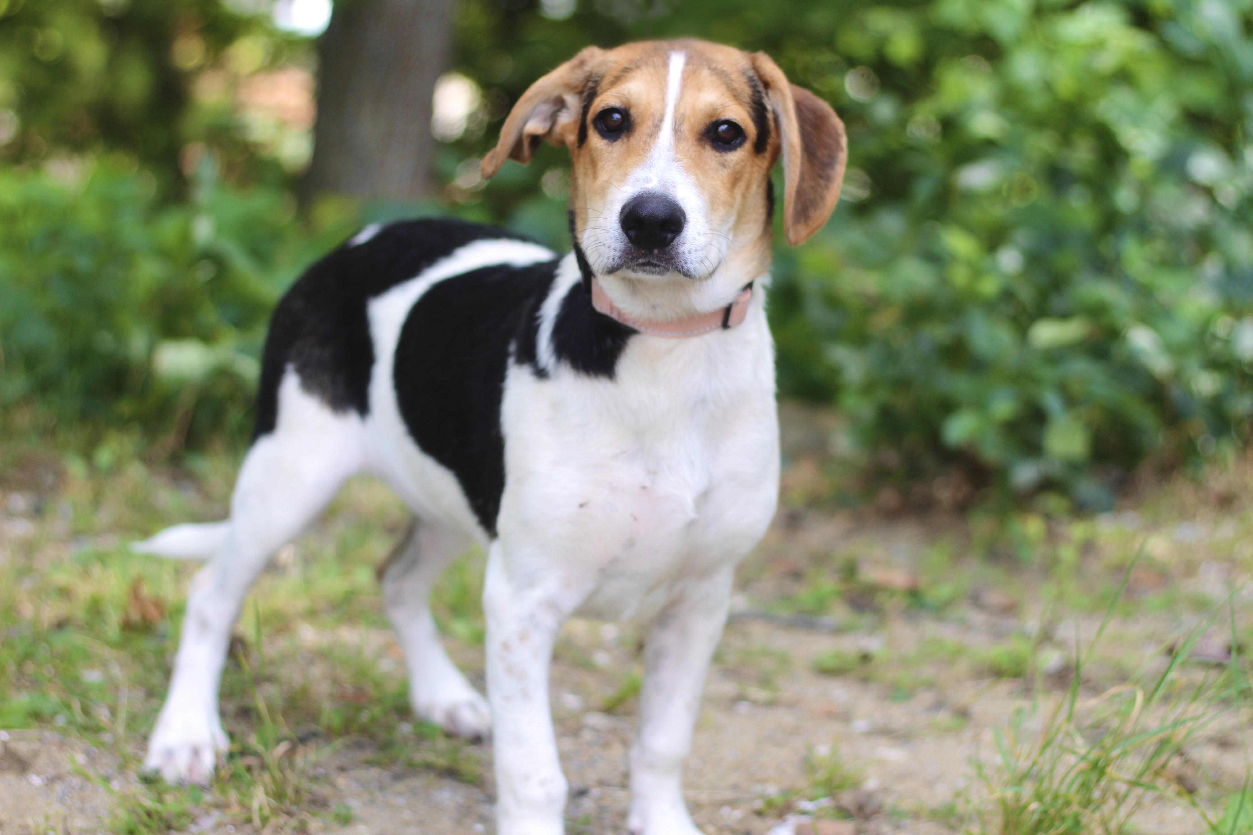 Enlarge Gowan in NH. Come Meet our Adoptable Dogs Wednesday-Saturday. More info in Bio, a ADOPTABLE mixed breed in Manchester, NH image 2/5