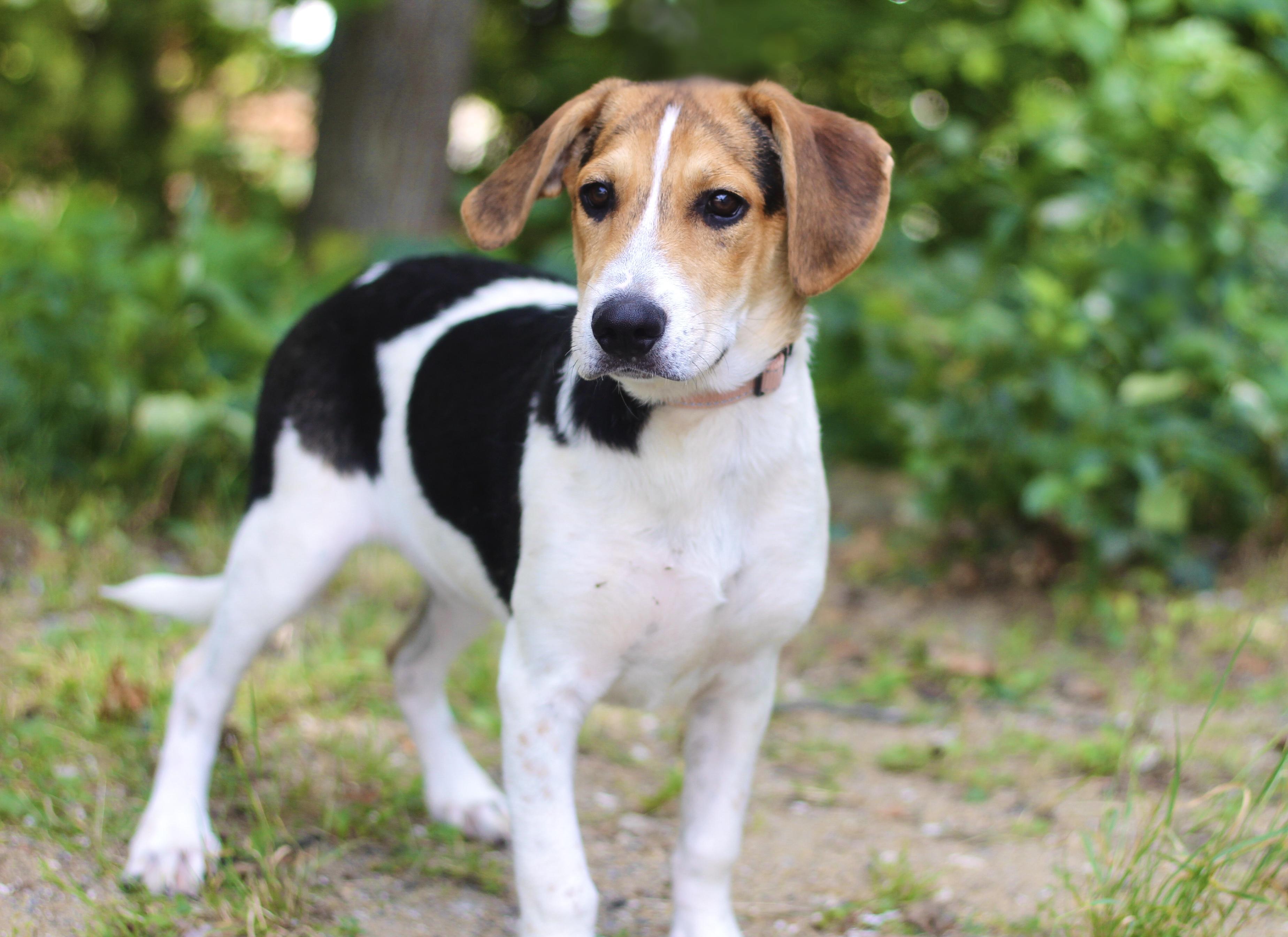 Enlarge Gowan in NH. Come Meet our Adoptable Dogs Wednesday-Saturday. More info in Bio, a ADOPTABLE mixed breed in Manchester, NH image 4/5