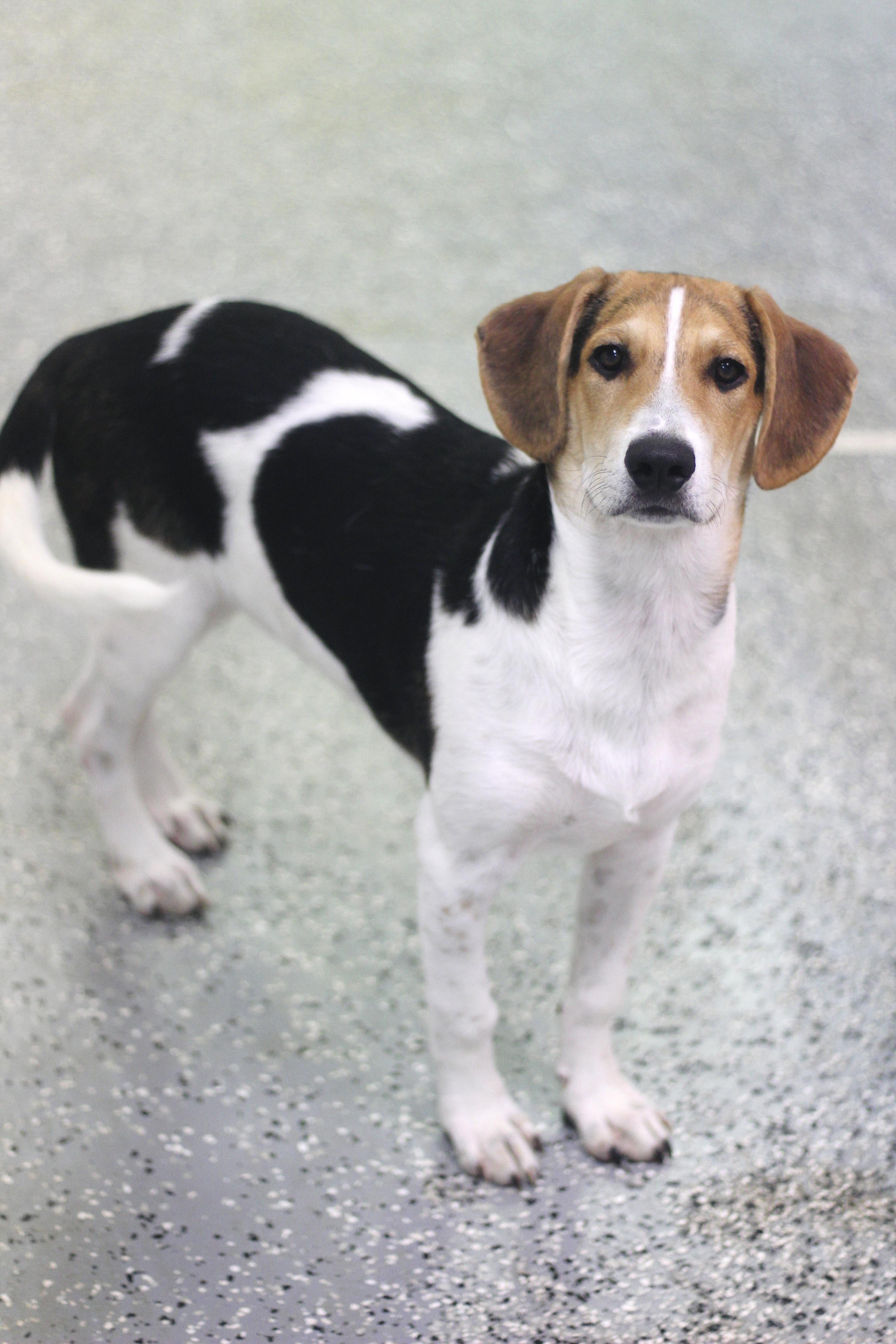 Gowan in NH. Come Meet our Adoptable Dogs Wednesday-Saturday. More info in Bio, ADOPTABLE, Puppy Male Beagle.