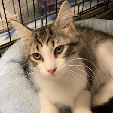 Enlarge Jovi, an adopted Domestic Short Hair in Ocean Isle Beach, NC image 1/1