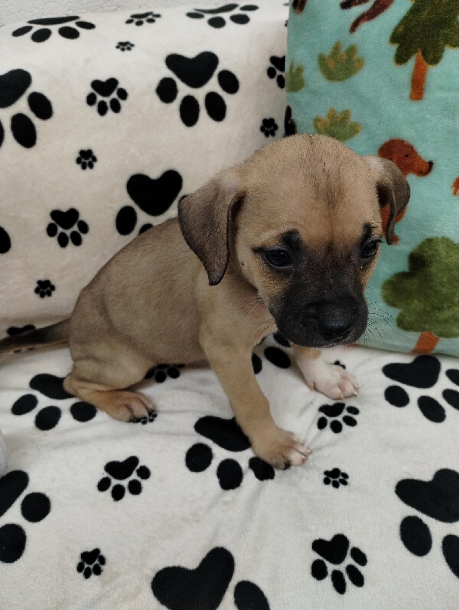 Enlarge Star, a Adoptable Mixed Breed in York, SC image 1/3