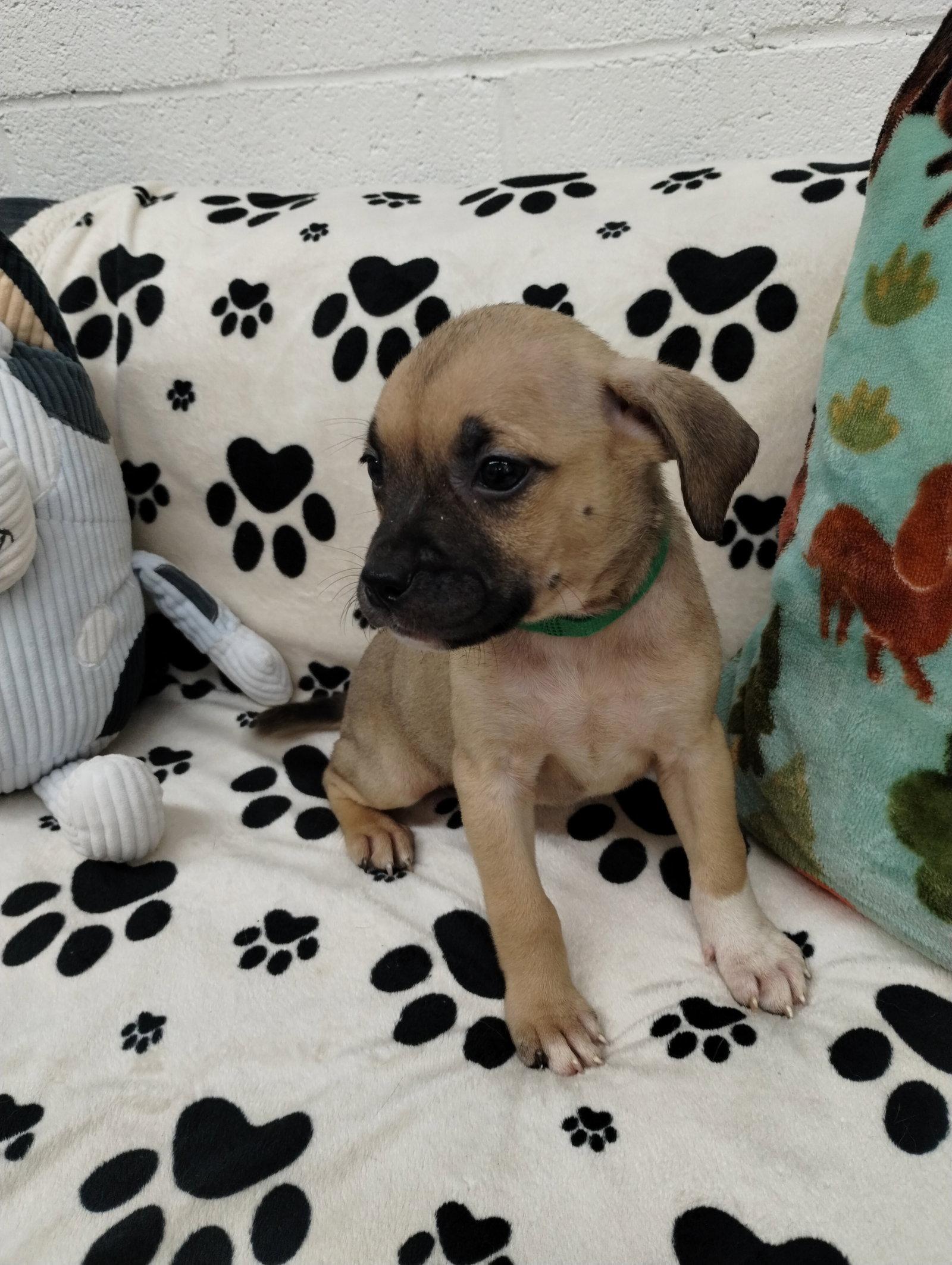 Enlarge Star, a Adoptable Mixed Breed in York, SC image 2/3