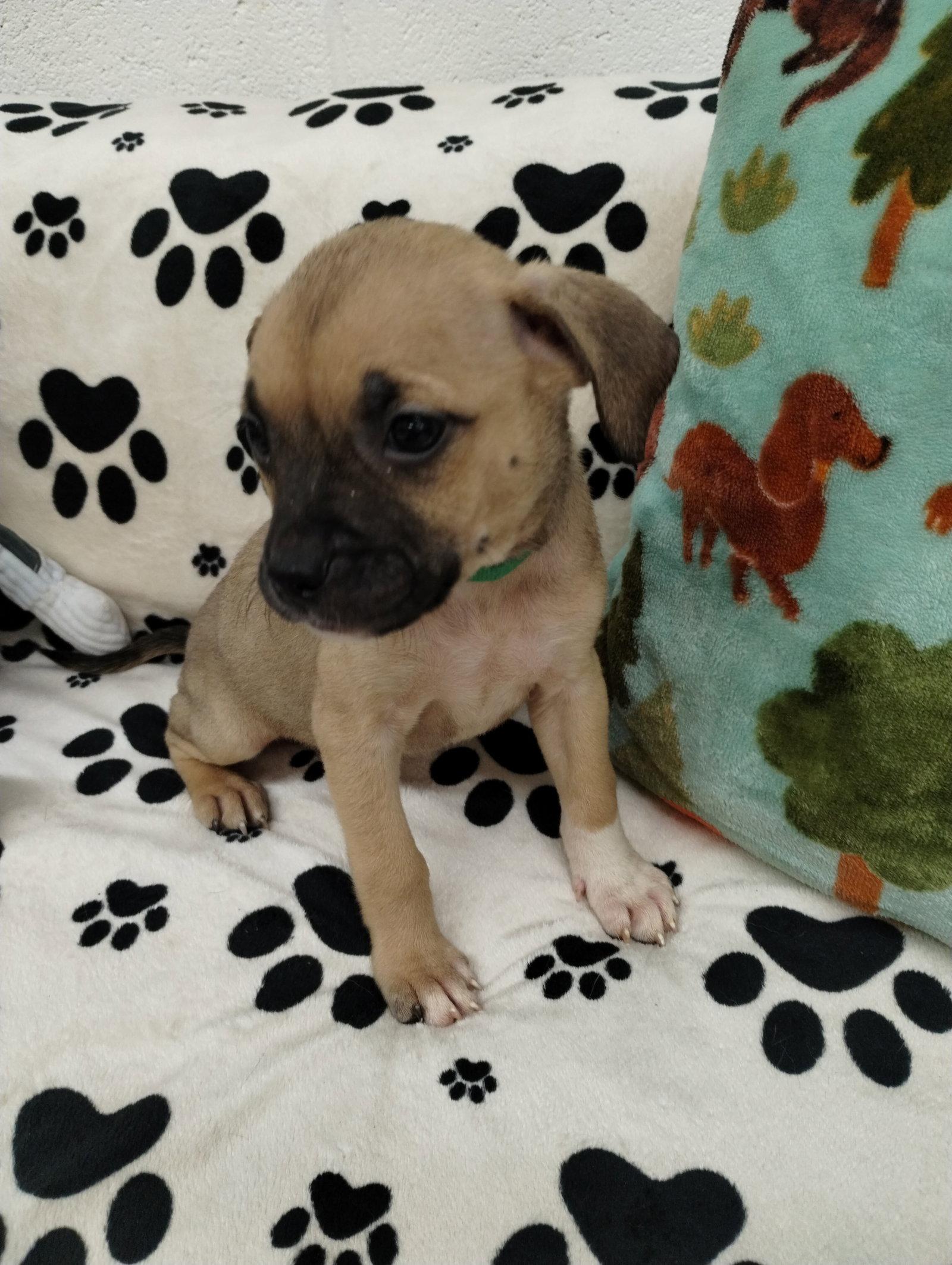 Enlarge Star, a Adoptable Mixed Breed in York, SC image 3/3