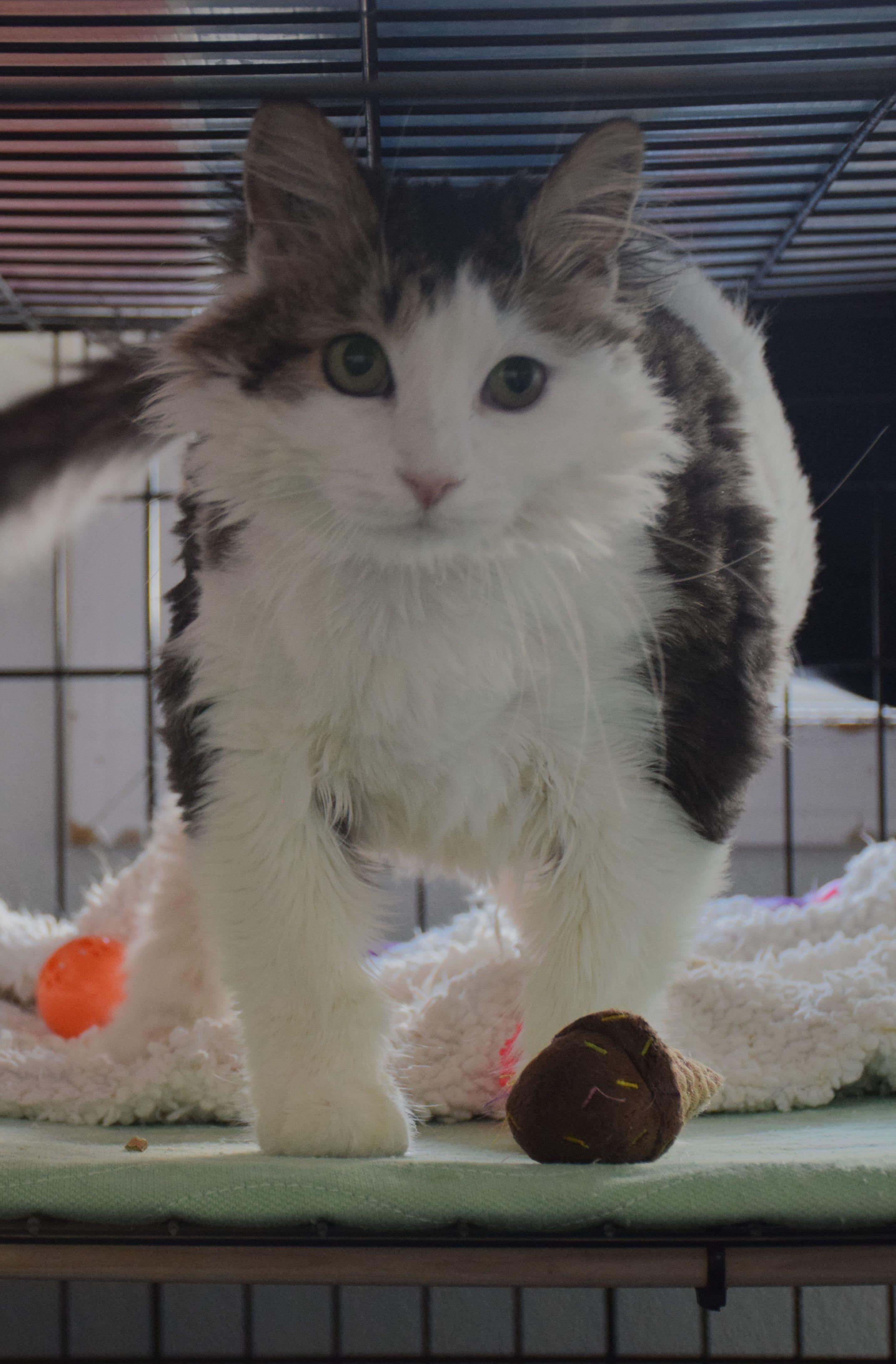 Enlarge Punky, a ADOPTABLE Tabby in Claresholm, AB image 1/1
