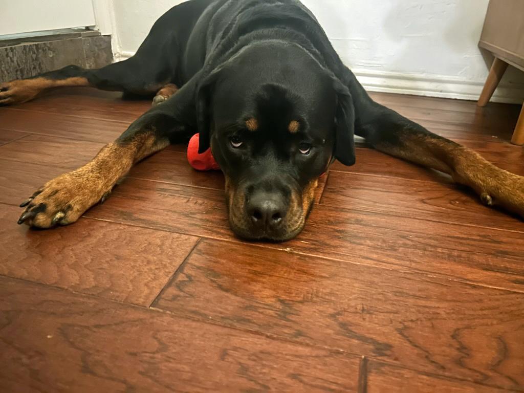 Enlarge Leo, a ADOPTABLE Rottweiler in Arlington, TX image 6/6