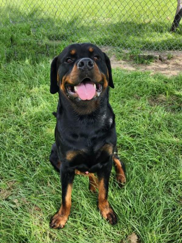 Enlarge Leo, a ADOPTABLE Rottweiler in Arlington, TX image 3/6