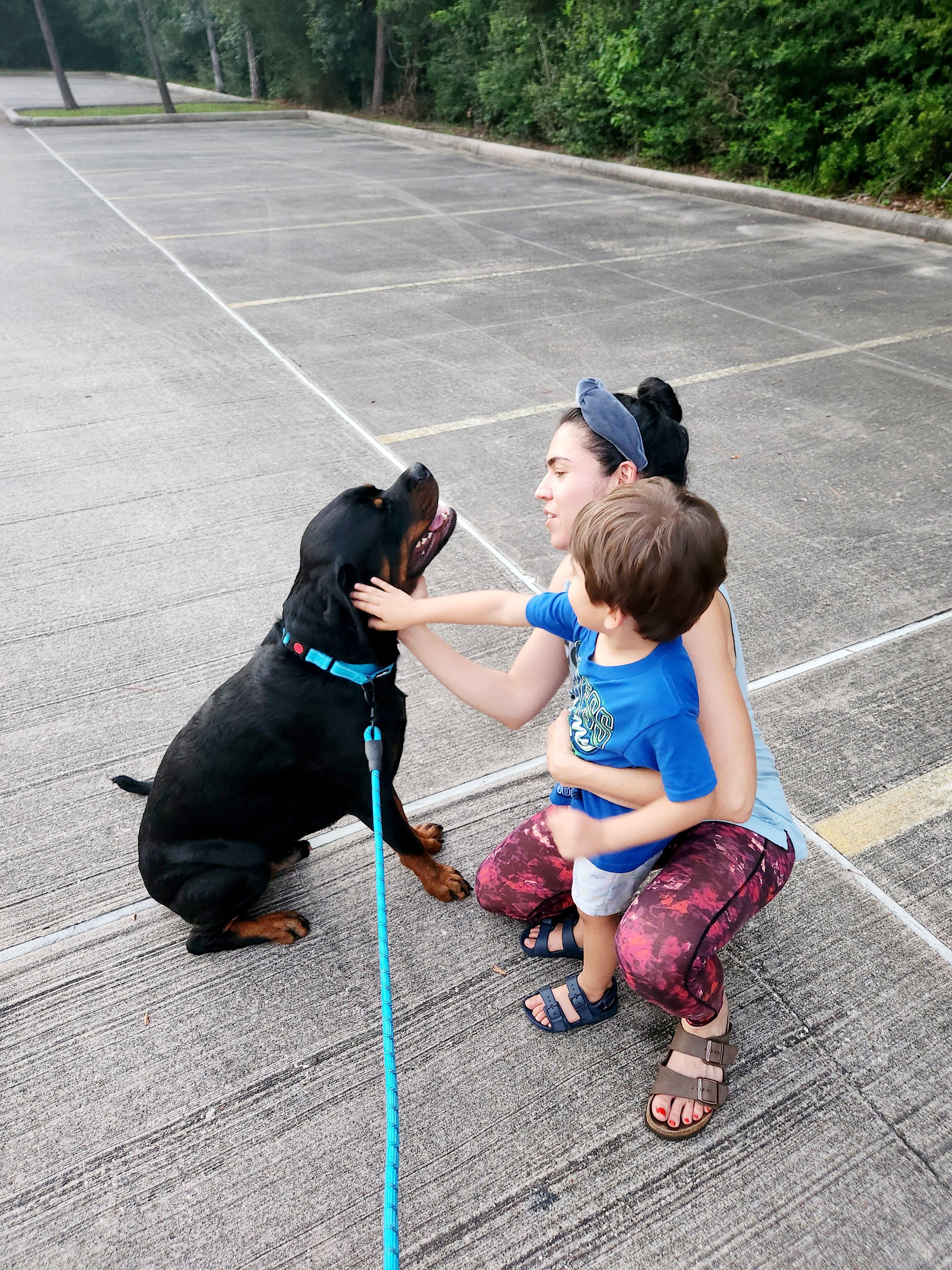 Enlarge Leo, a ADOPTABLE Rottweiler in Arlington, TX image 4/6
