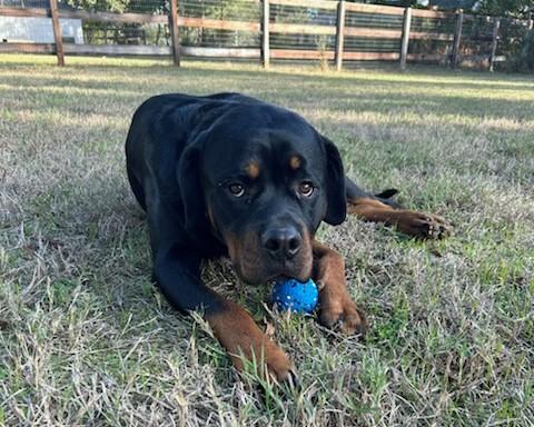 Enlarge Leo, a ADOPTABLE Rottweiler in Arlington, TX image 5/6