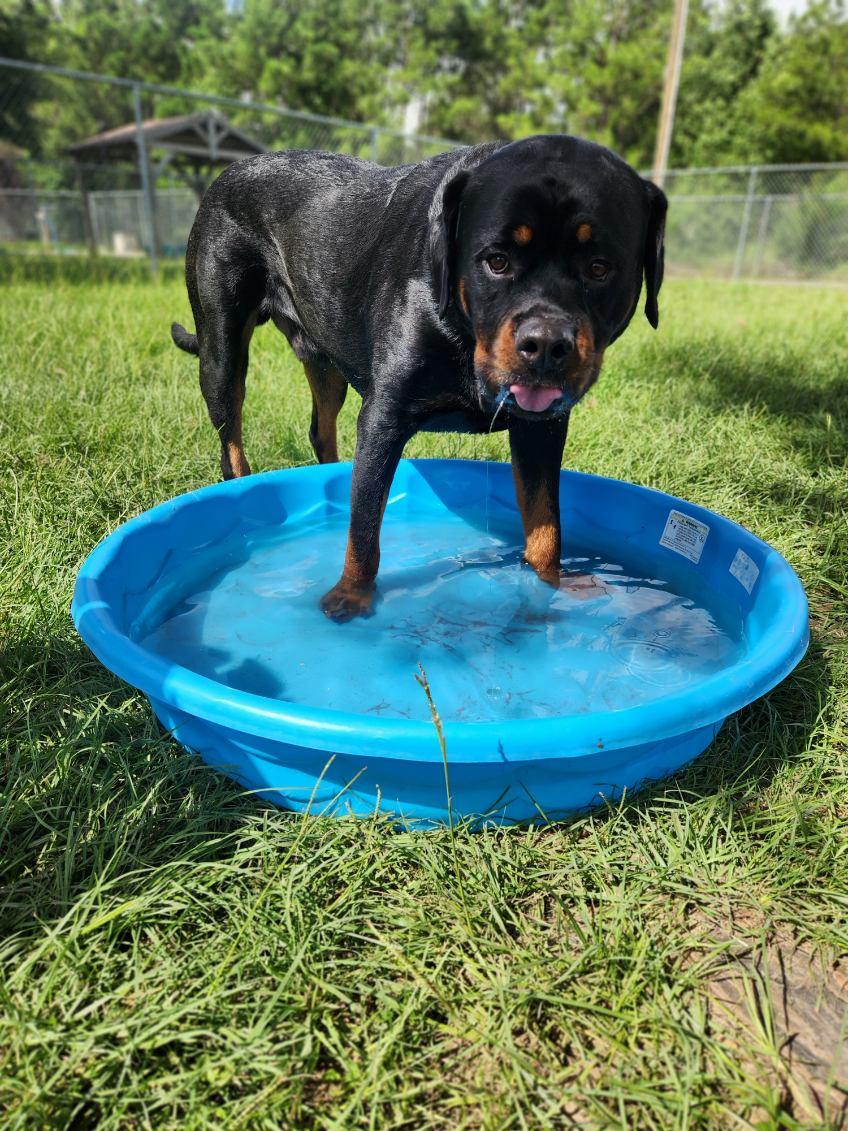Enlarge Leo, a ADOPTABLE Rottweiler in Arlington, TX image 2/6