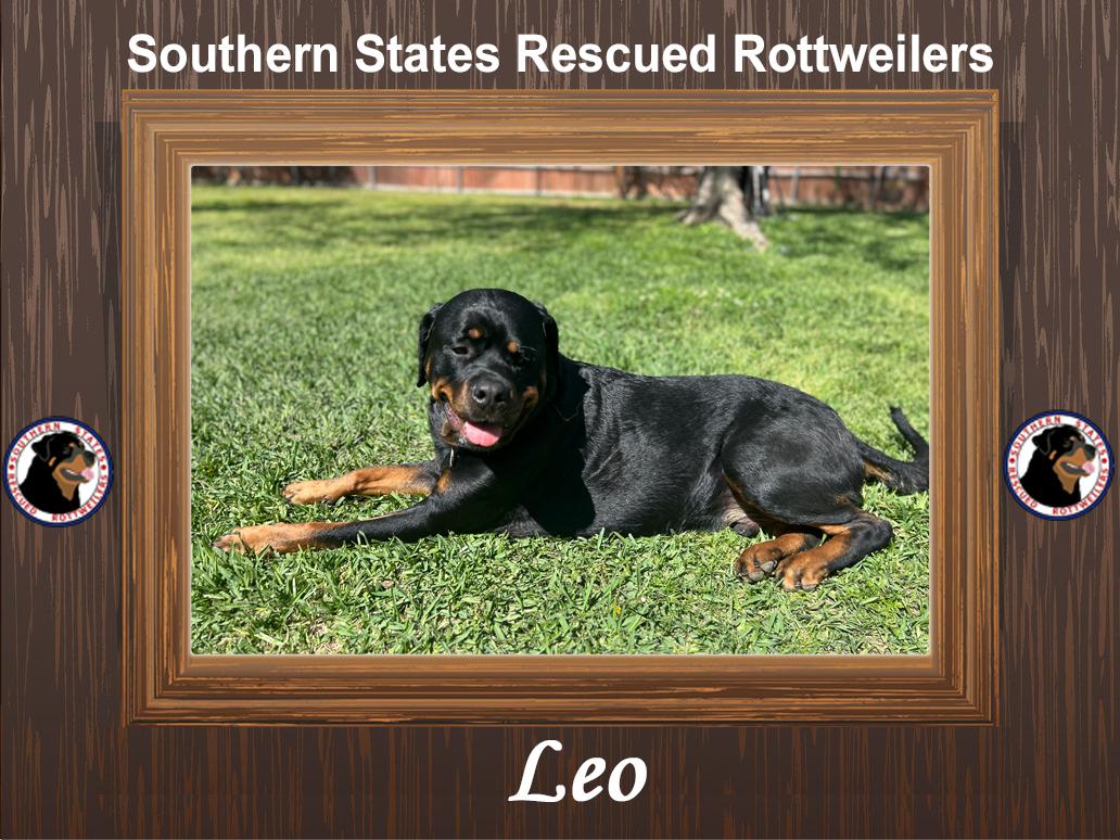 Enlarge Leo, a ADOPTABLE Rottweiler in Arlington, TX image 1/6