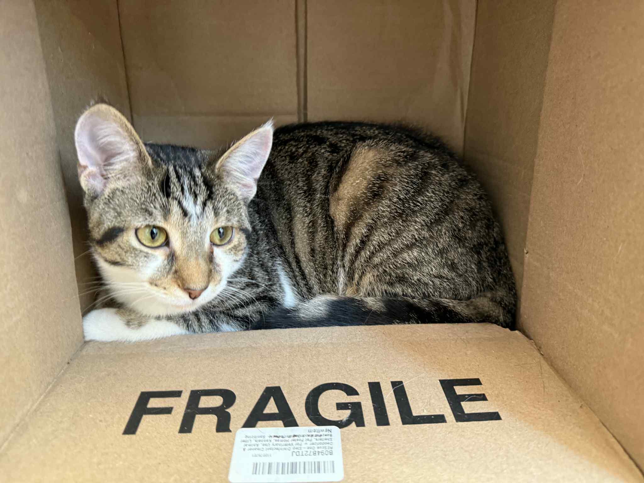 Enlarge Turnip (cat café), an adopted mixed breed in Lafayette, IN image 4/6