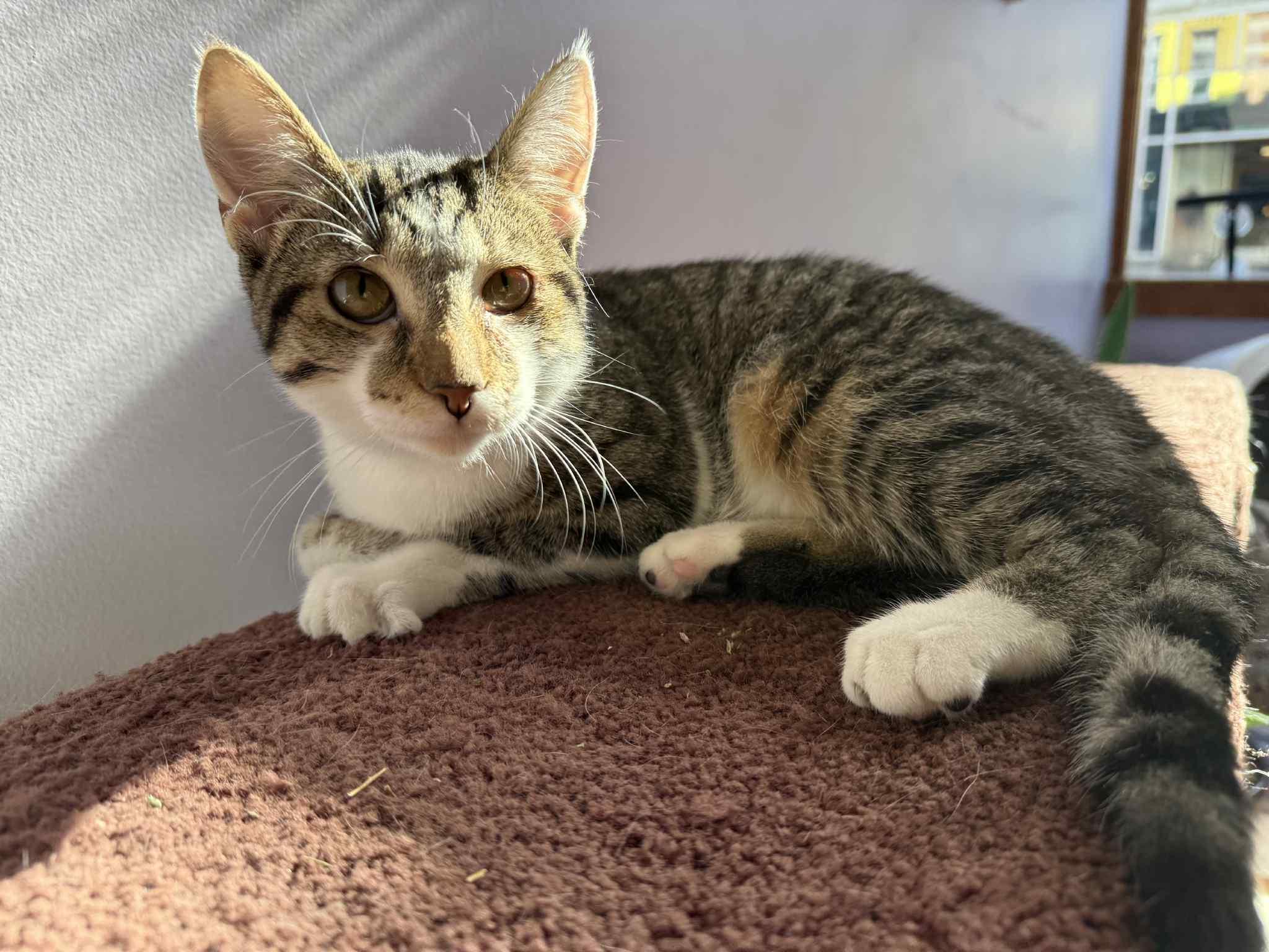 Enlarge Turnip (cat café), an adopted mixed breed in Lafayette, IN image 5/6