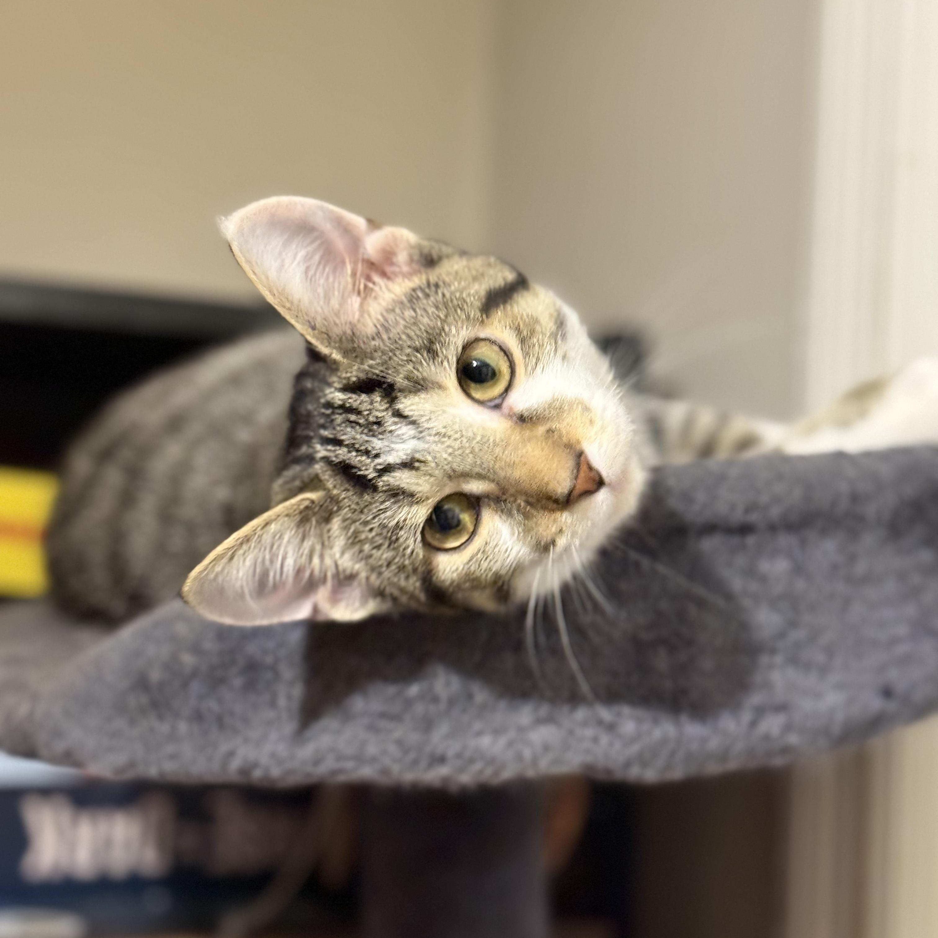 Enlarge Turnip (cat café), an adopted mixed breed in Lafayette, IN image 6/6