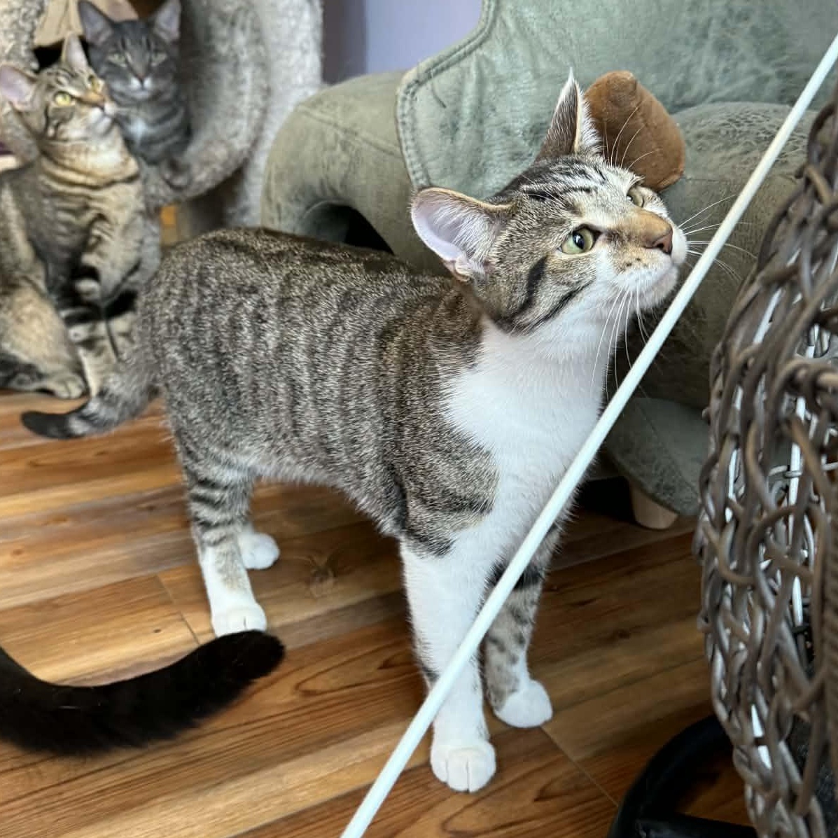 Enlarge Turnip (cat café), an adopted mixed breed in Lafayette, IN image 3/6