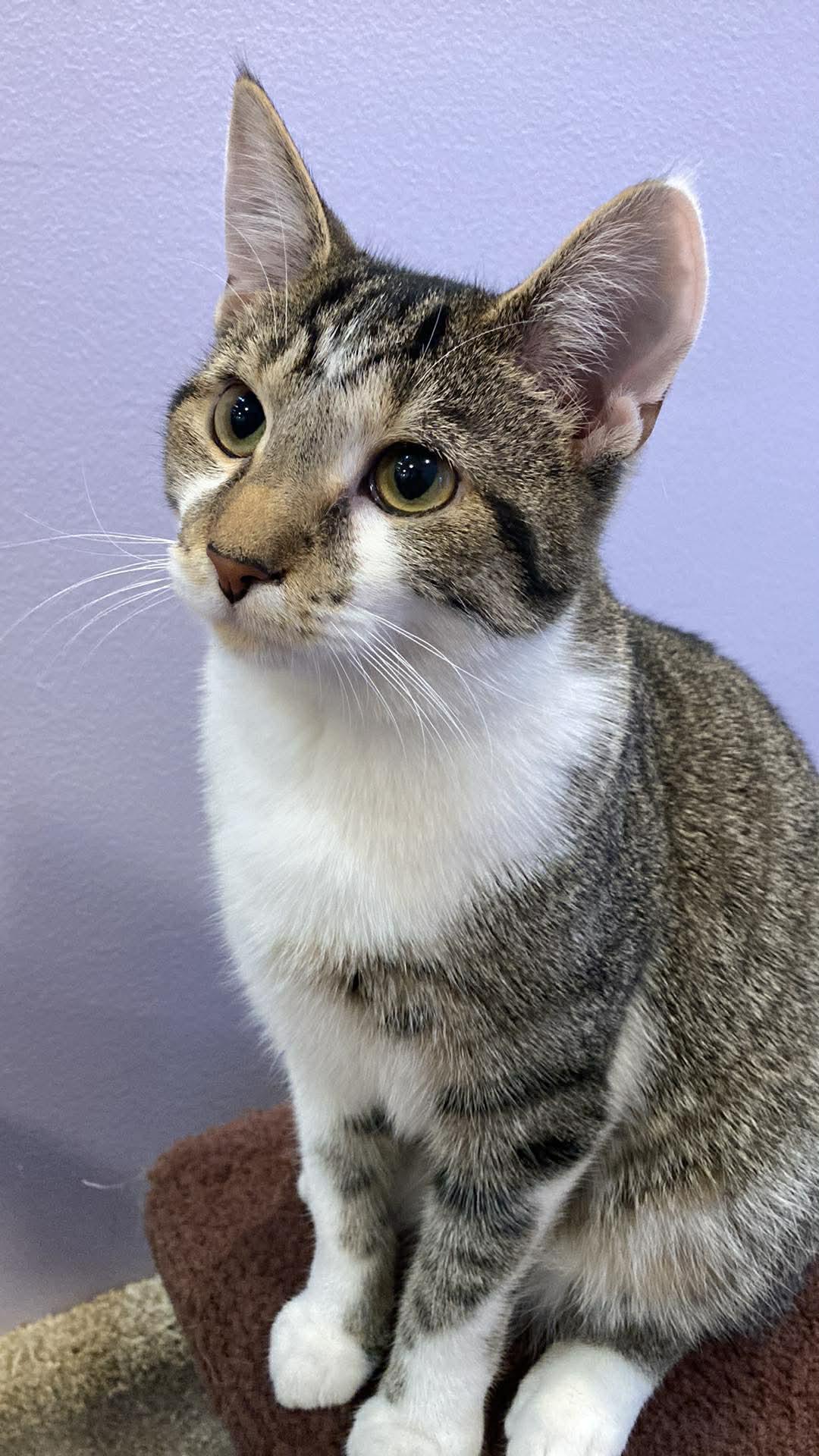 Enlarge Turnip (cat café), an adopted mixed breed in Lafayette, IN image 1/6