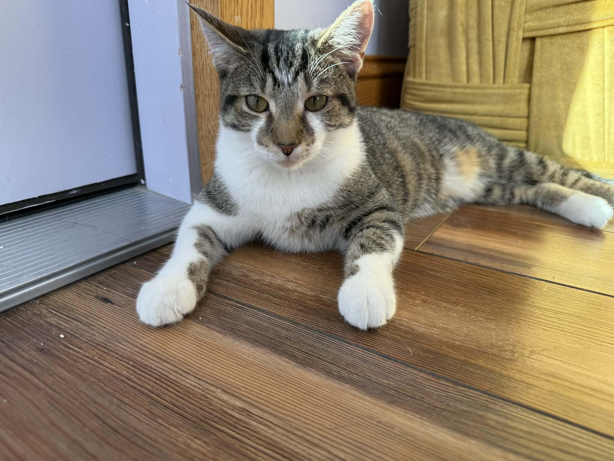 Enlarge Turnip (cat café), an adopted mixed breed in Lafayette, IN image 2/6