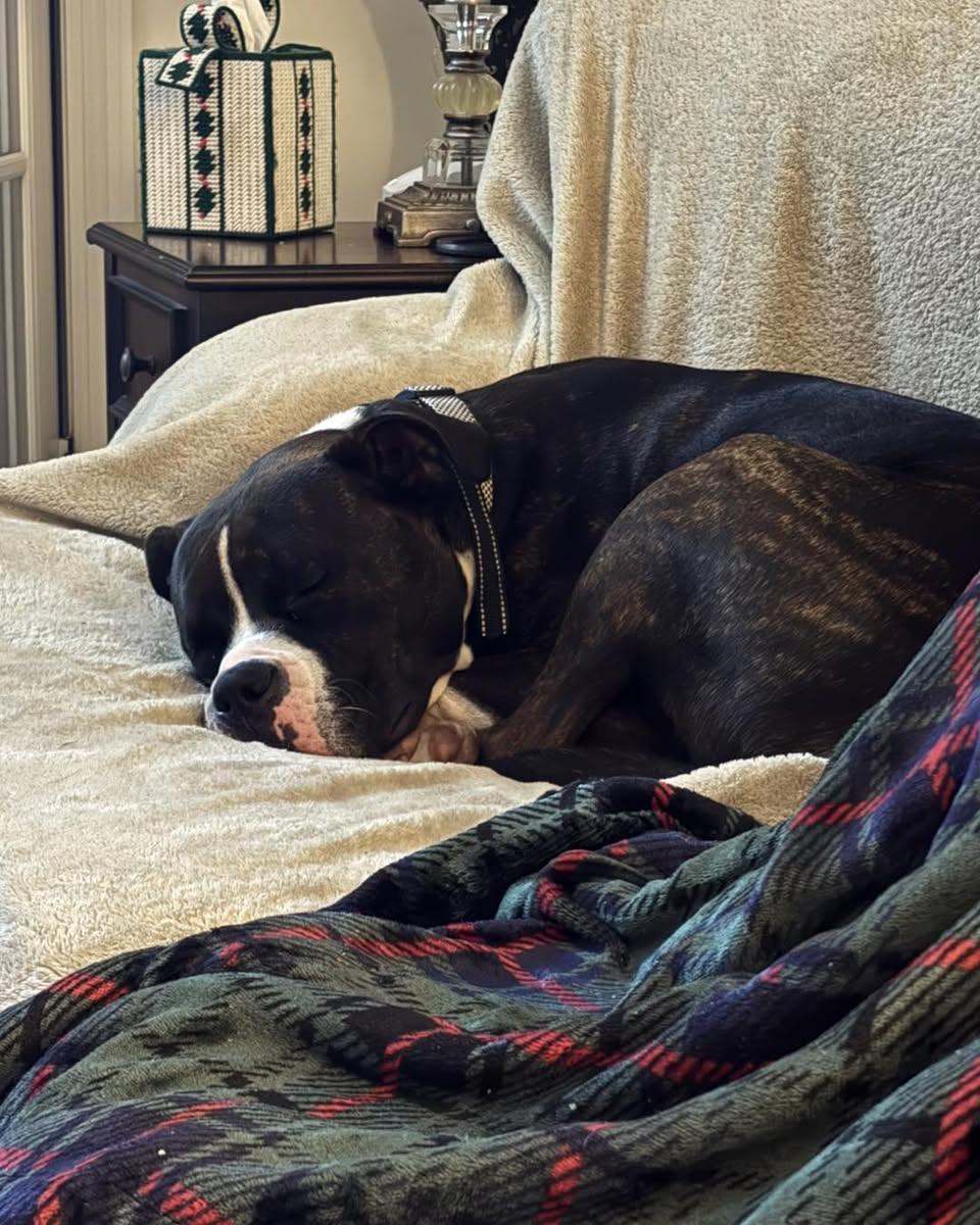 Enlarge George, a ADOPTABLE mixed breed in Memphis, TN image 5/5