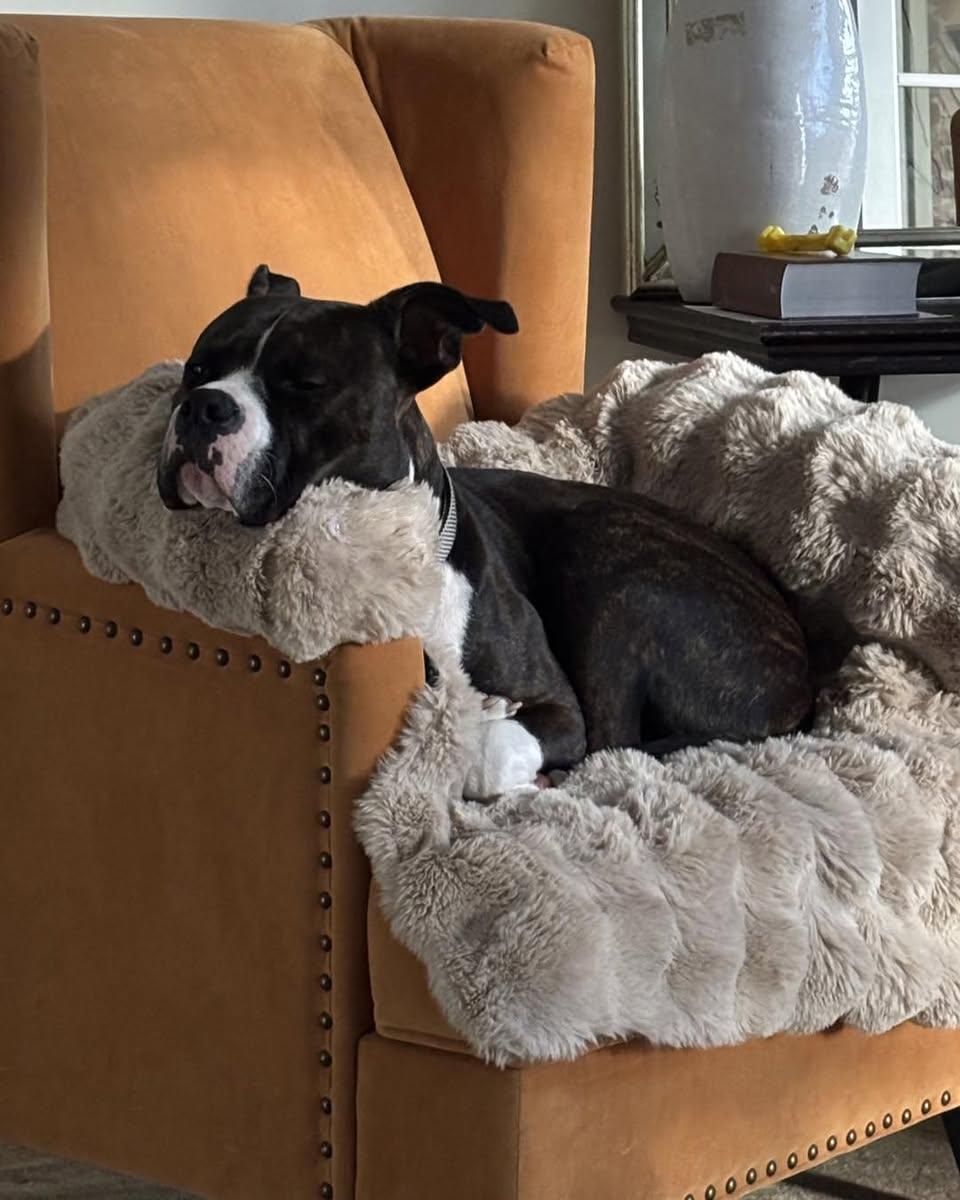 Enlarge George, a ADOPTABLE mixed breed in Memphis, TN image 3/5