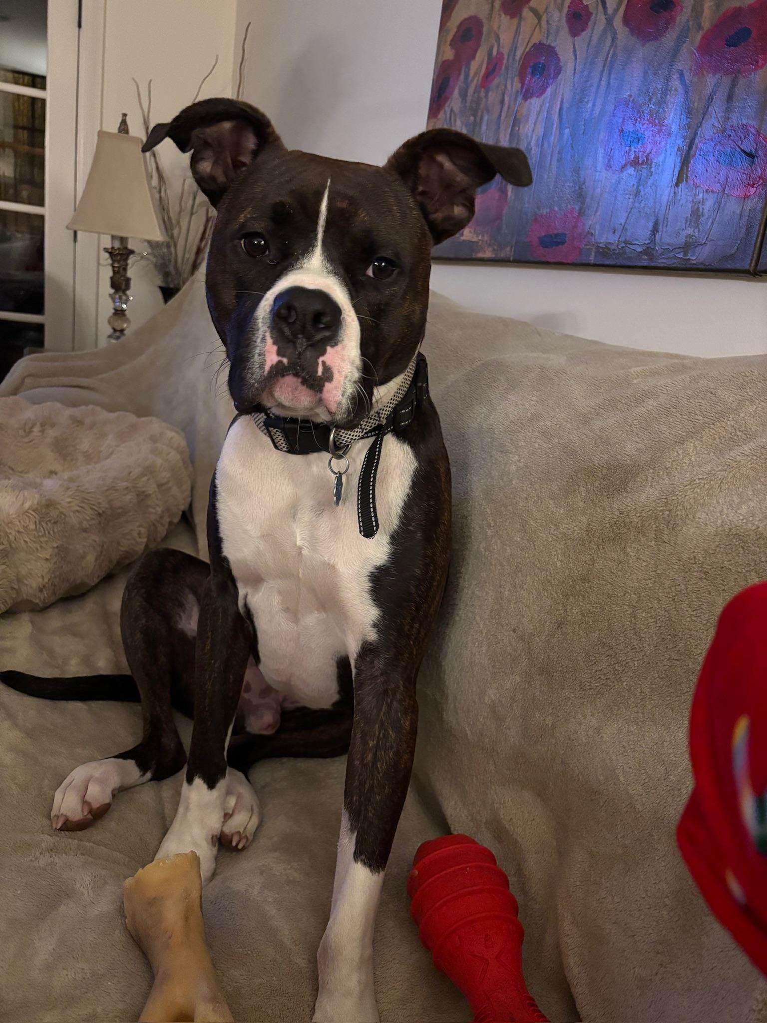 George, ADOPTABLE, Adult Male Boxer & Pit Bull Terrier.