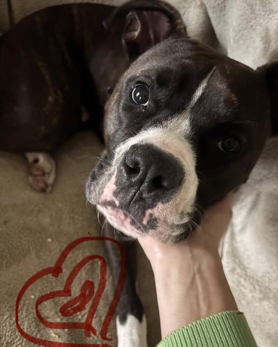 George, ADOPTABLE, Adult Male Boxer & Pit Bull Terrier.