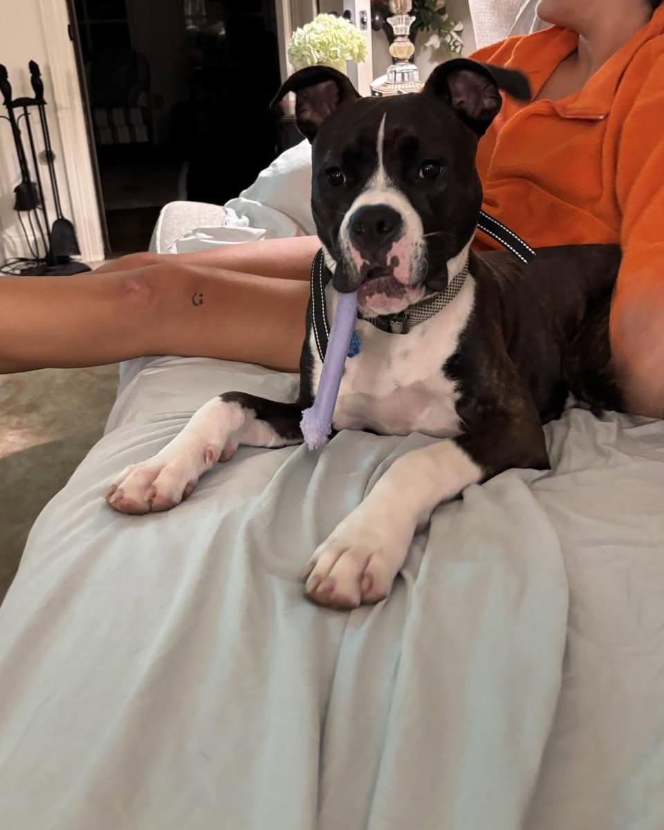 Enlarge George, a ADOPTABLE mixed breed in Memphis, TN image 4/5