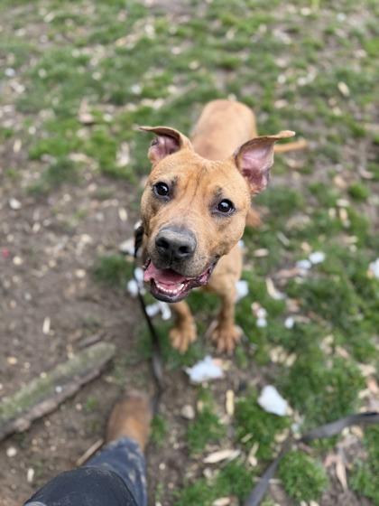 Phoenix — thumbnail 2