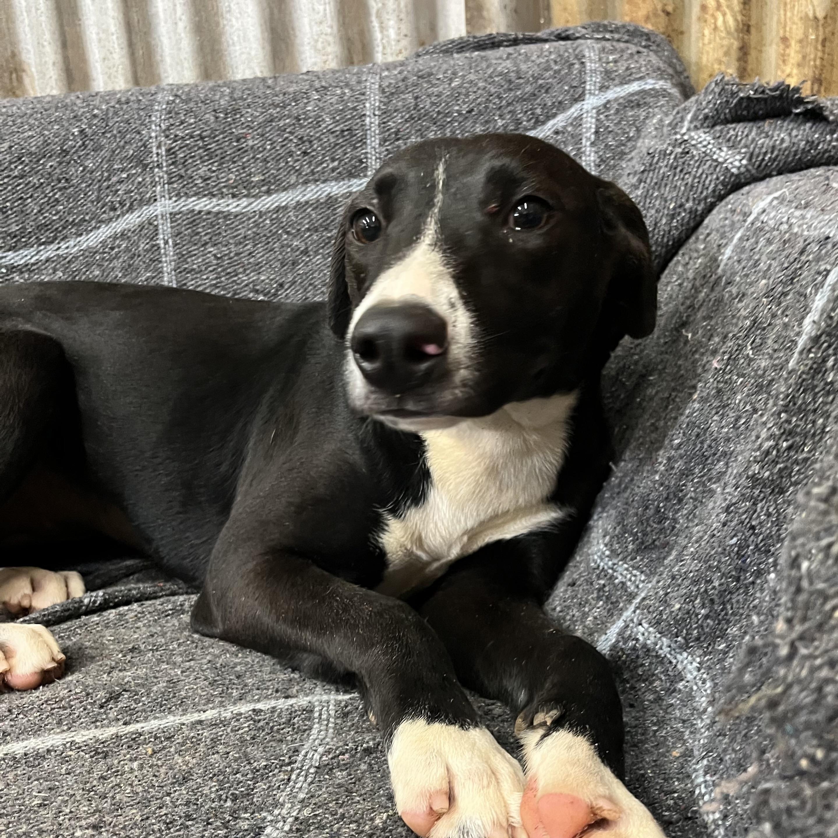 Bean, a Adoptable mixed breed in Brewton, AL image 2/4