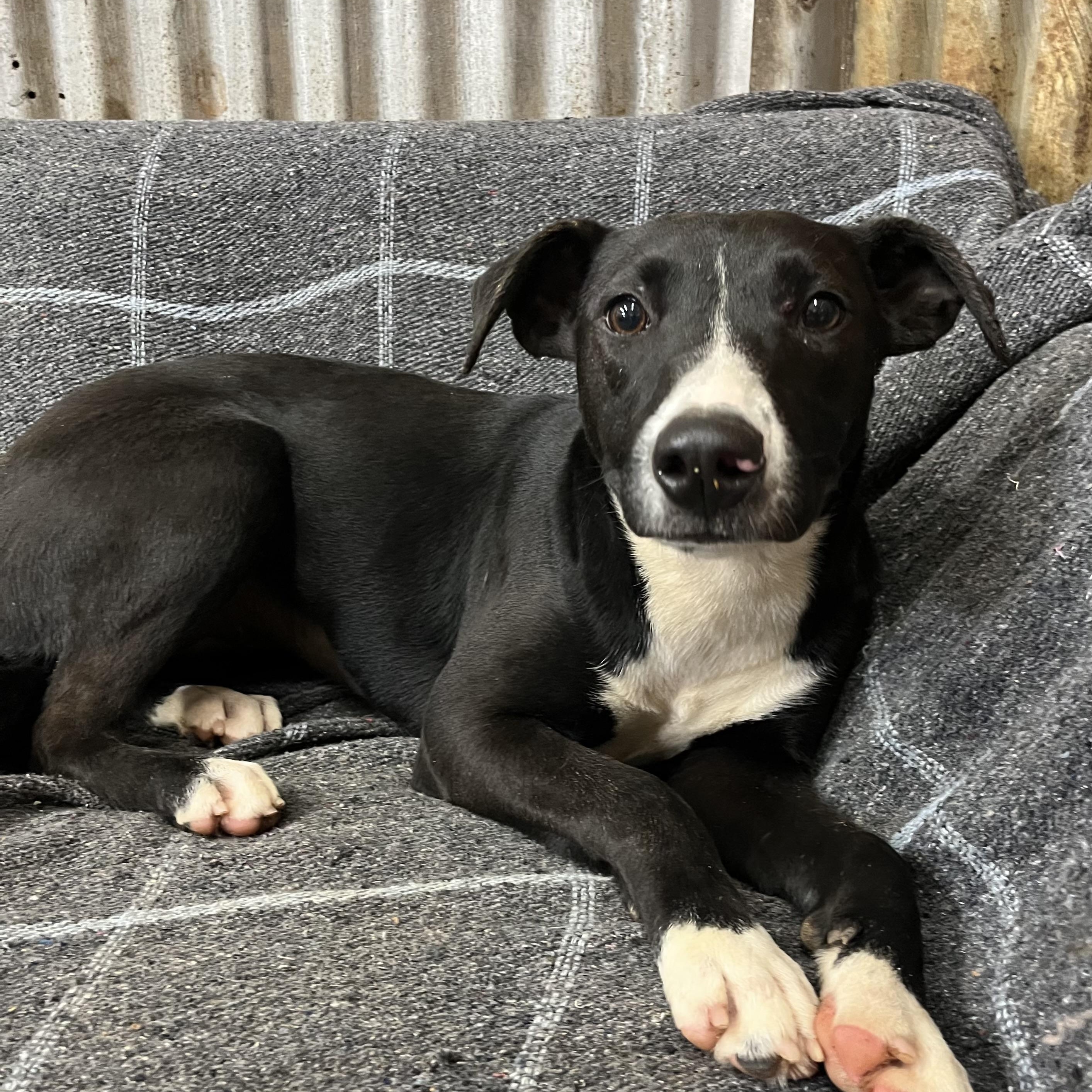 Bean, a Adoptable mixed breed in Brewton, AL image 1/4