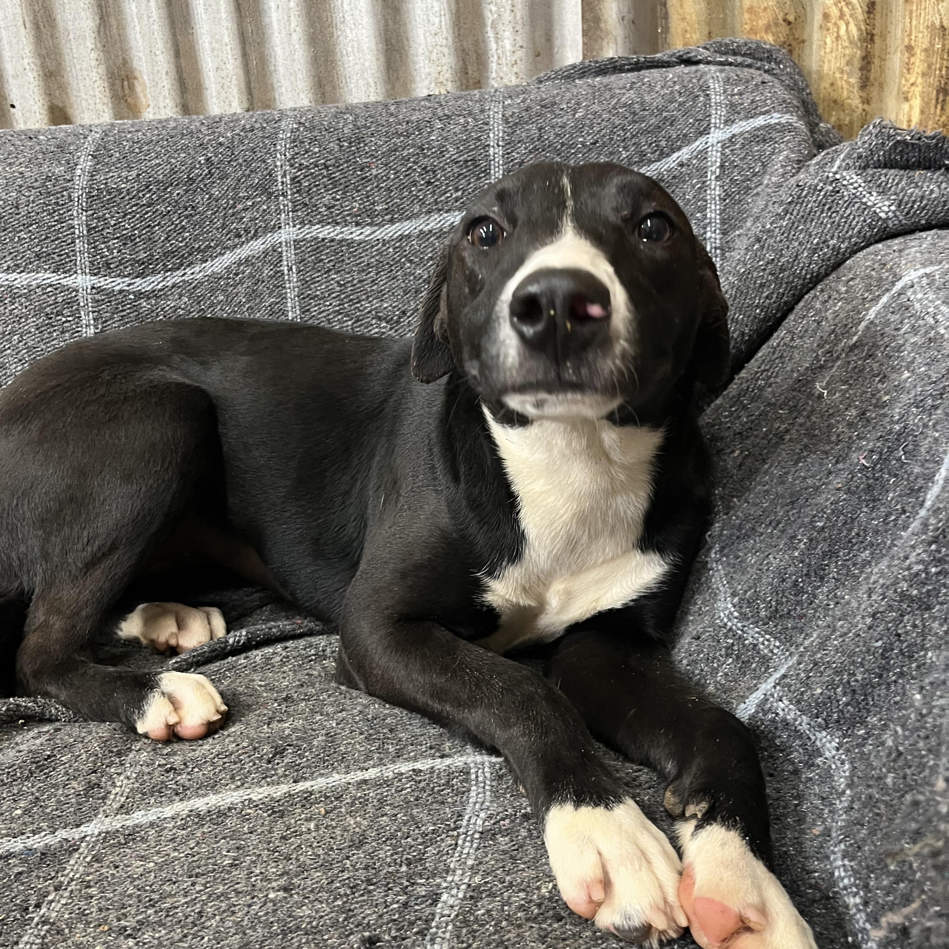 Bean, a Adoptable mixed breed in Brewton, AL image 3/4