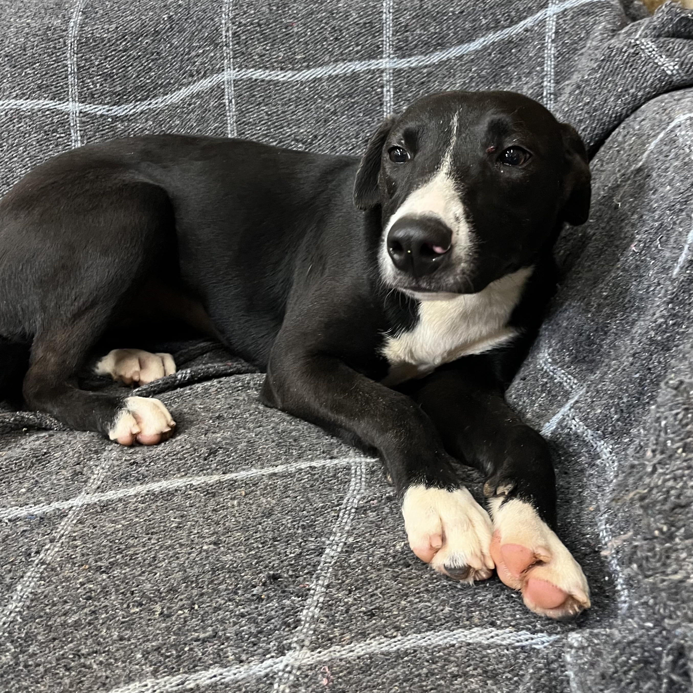 Bean, a Adoptable mixed breed in Brewton, AL image 4/4