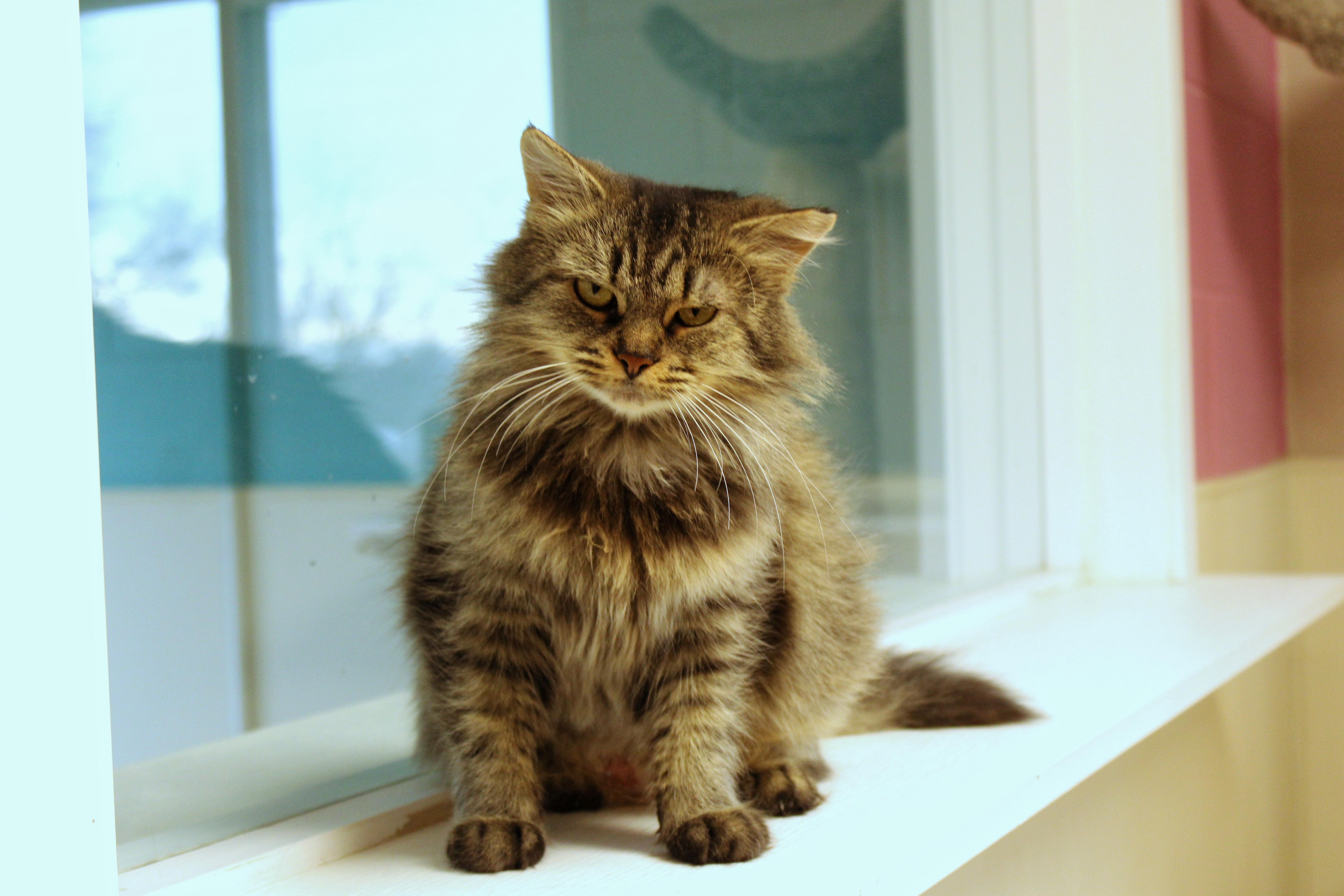 Grizabell thumbnail 2